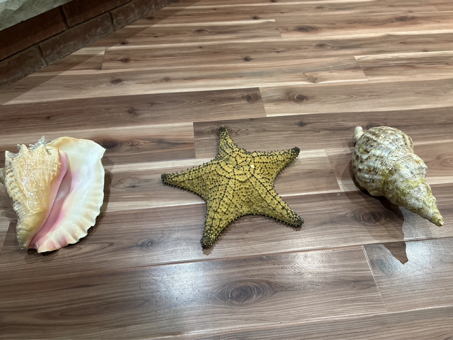 Decorative Seashells and Starfish Collection - photo 2