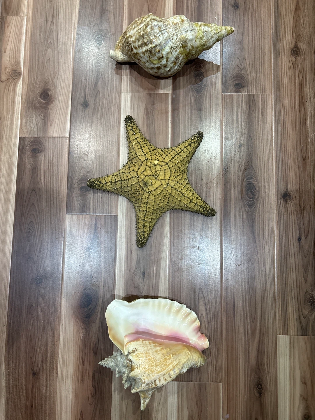 Decorative Seashells and Starfish Collection