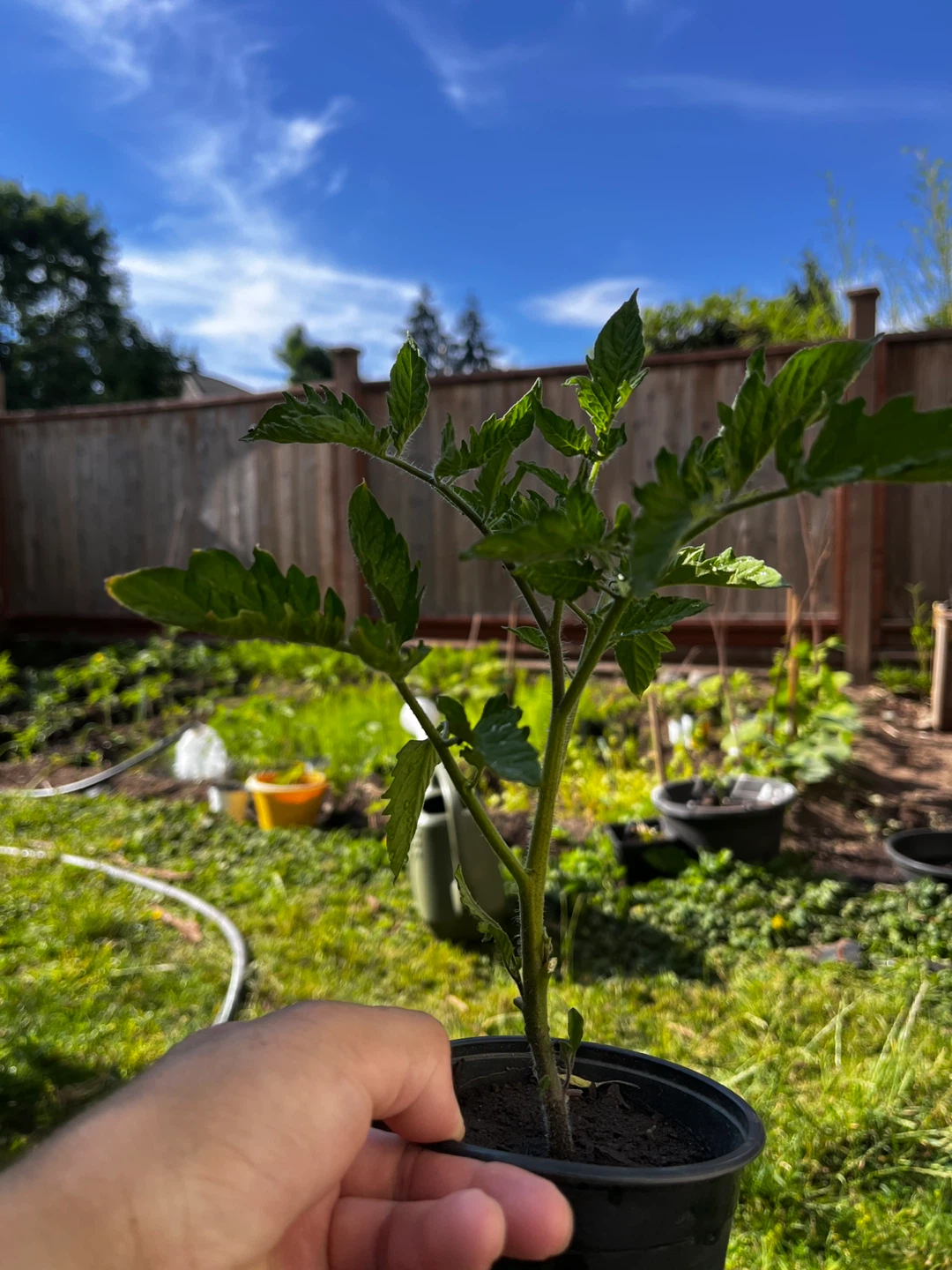 Tomato Plant - photo 2