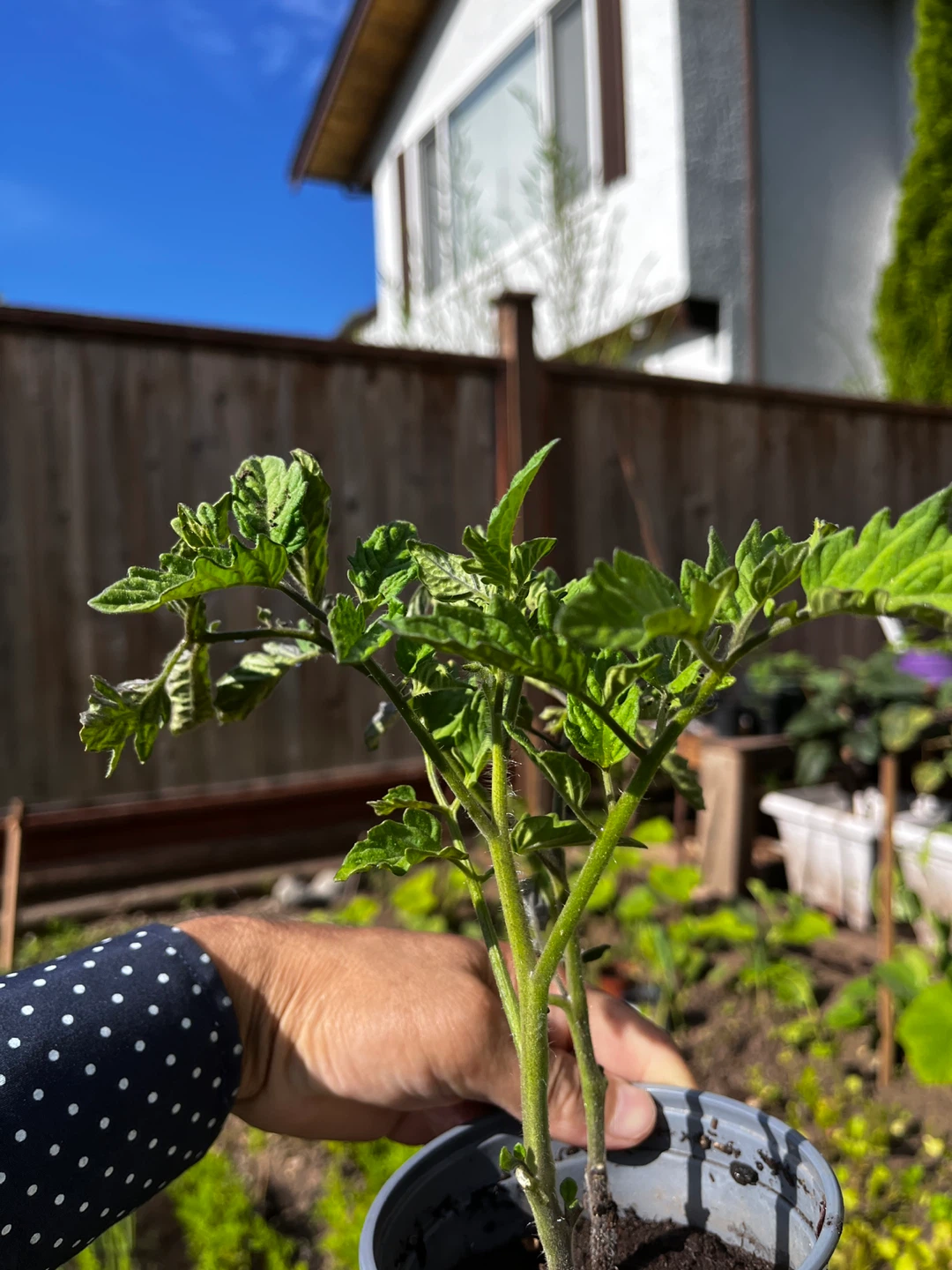 Tomato Plant - photo 3