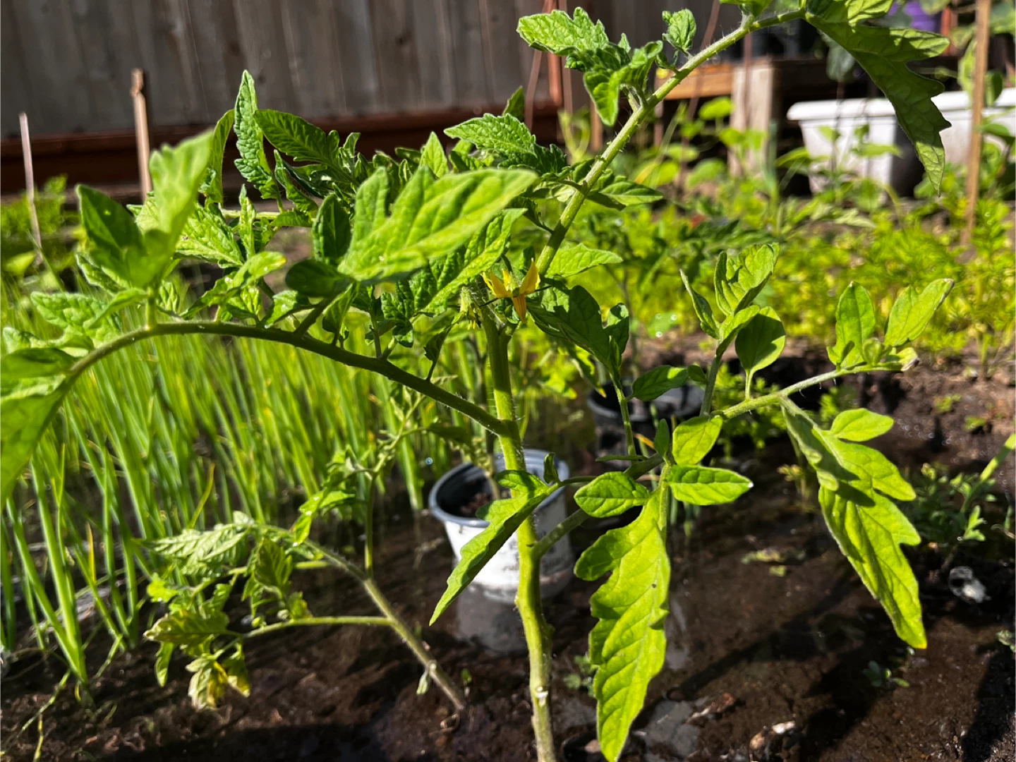 Tomato Plant - photo 4