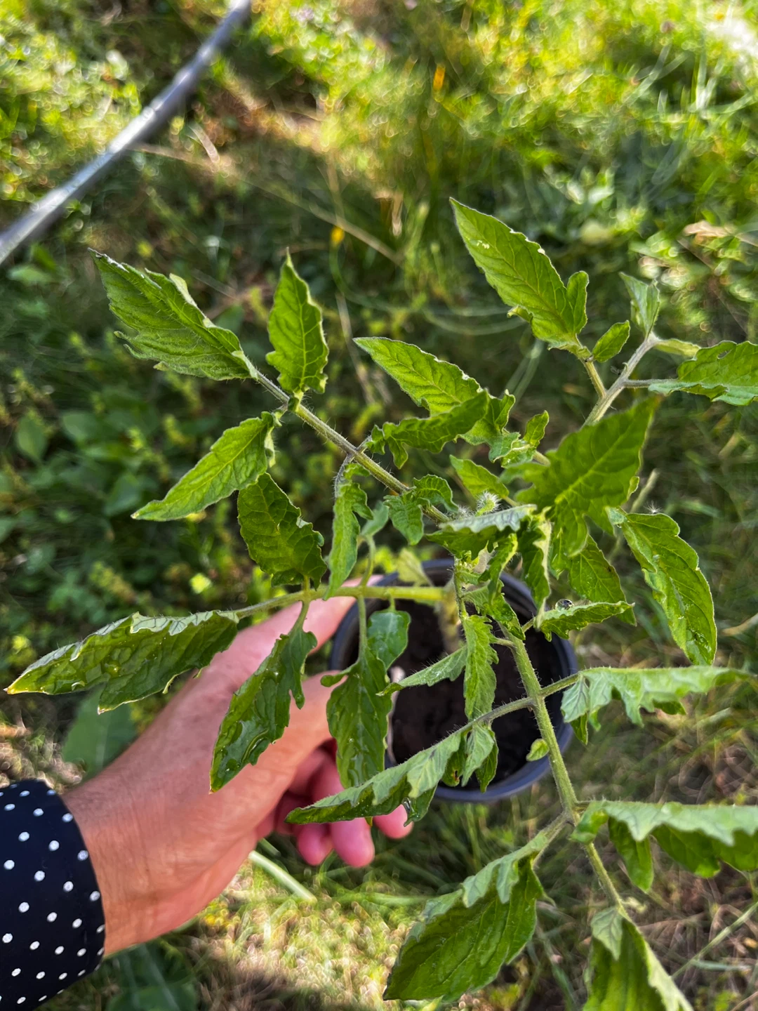 Tomato Plant