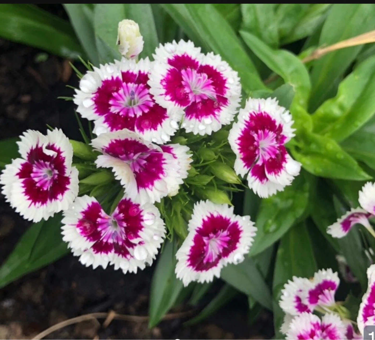 All Perennial plants, BE Susan, Pink Obediente, Dianthus .. - photo 5