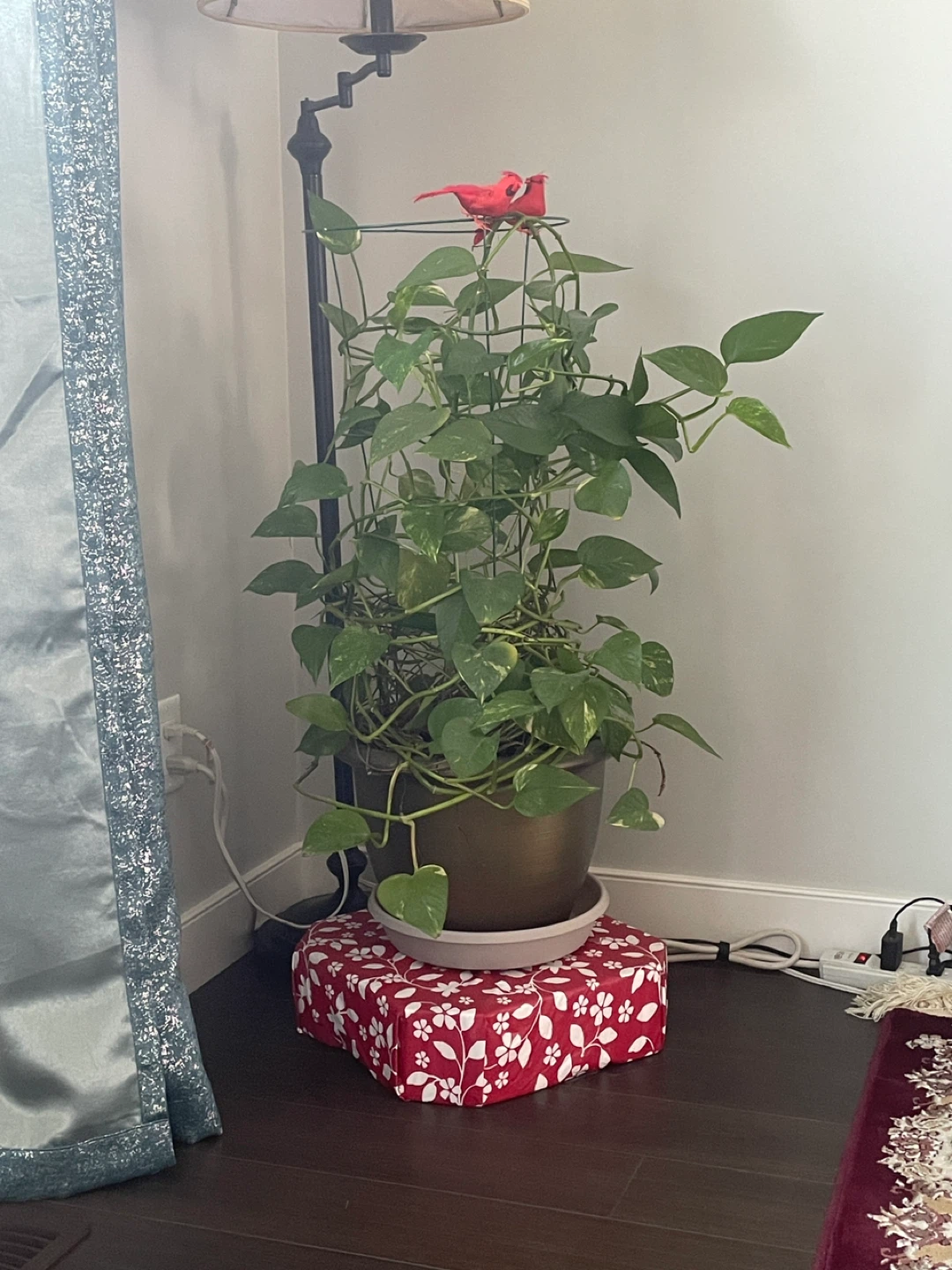 Pothos Plant -Big Money Plant -Live indoor House pant - photo 2
