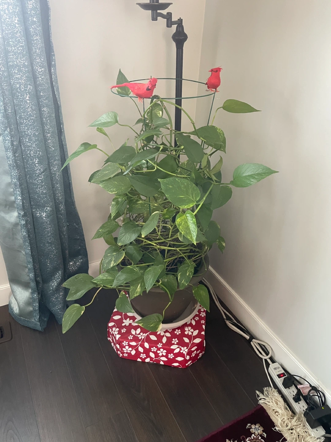 Pothos Plant -Big Money Plant -Live indoor House pant