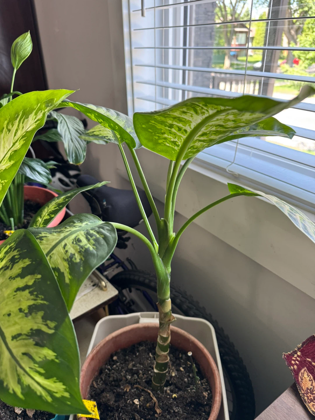 Dieffenbachia Plant in Pot