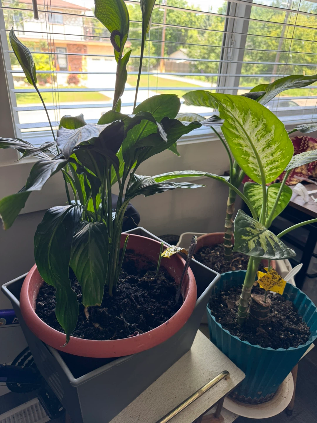Dieffenbachia Plant in Pot - photo 3