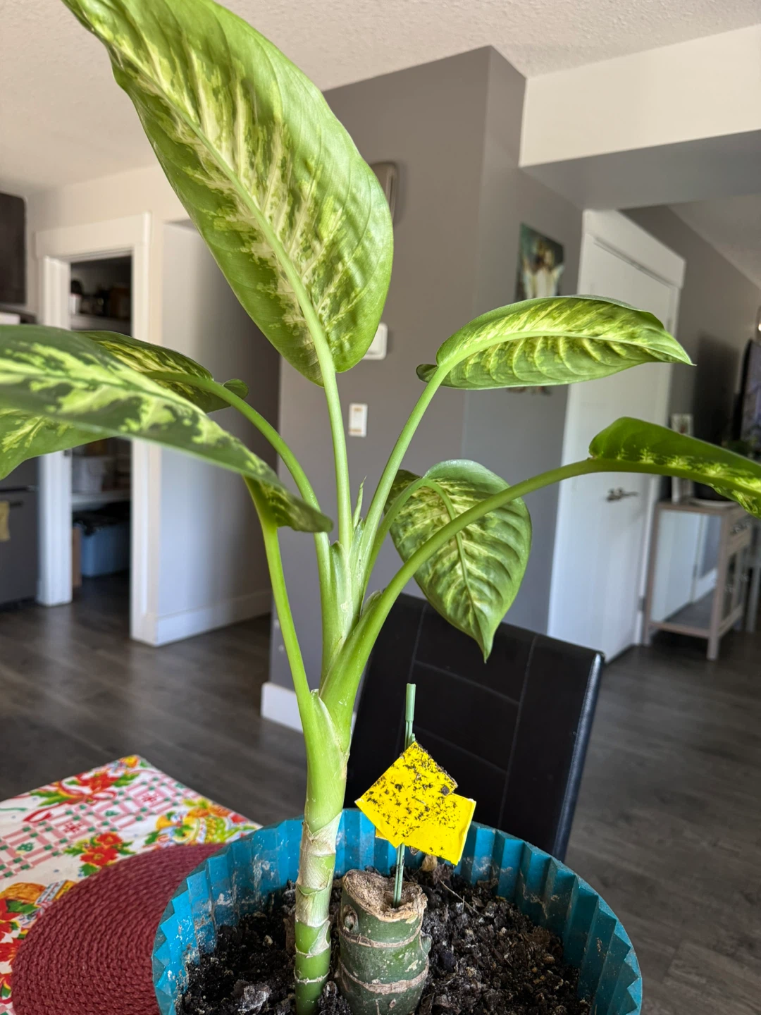 Dieffenbachia Plant in Pot - photo 2