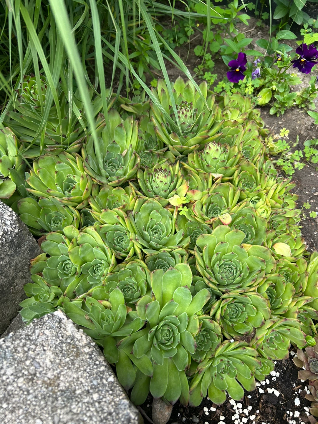 Hens and Chicks Succulent Plant - Large Cluster - photo 3