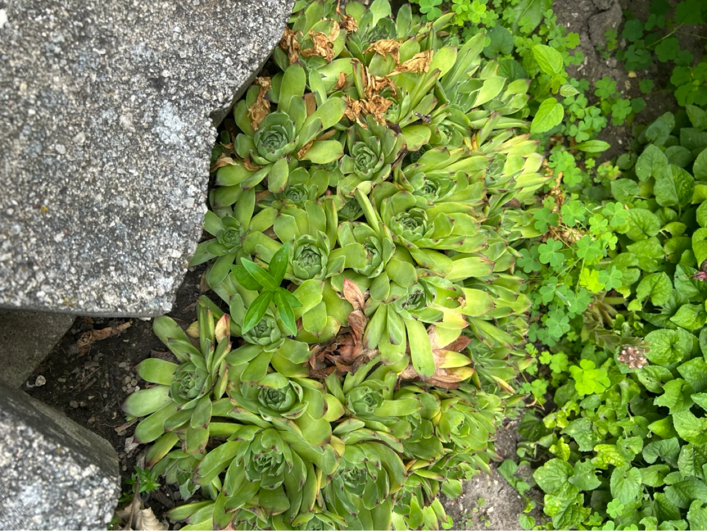 Hens and Chicks Succulent Plant - Large Cluster - photo 4