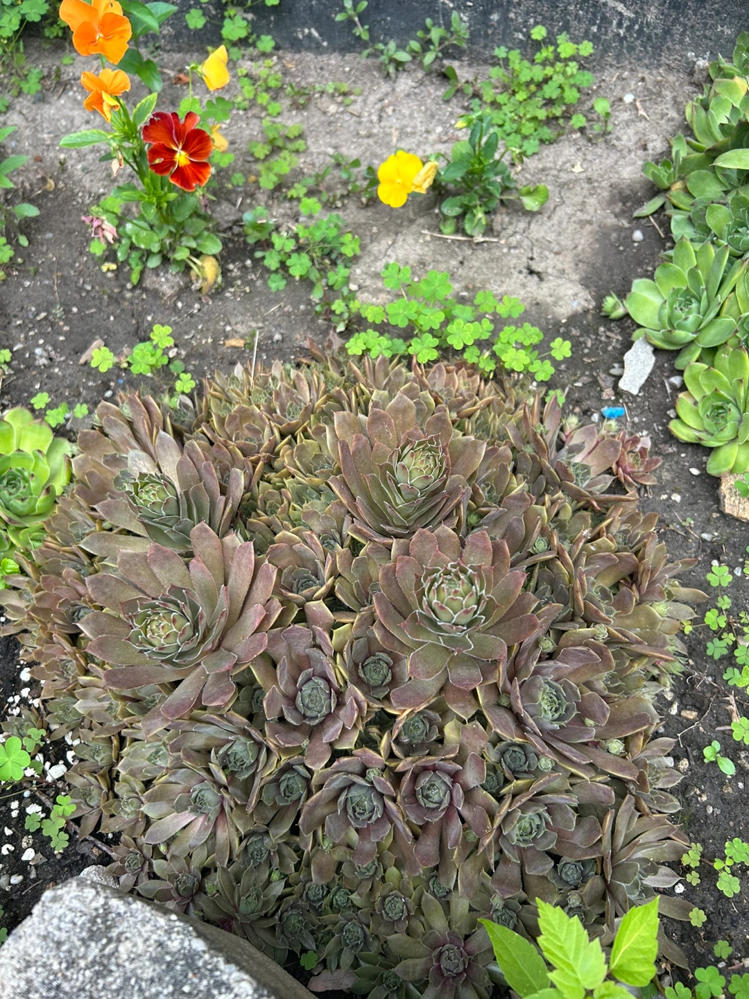 Hens and Chicks Succulent Plant - Large Cluster - photo 2
