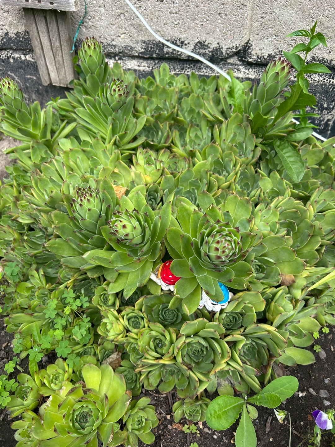 Hens and Chicks Succulent Plant - Large Cluster