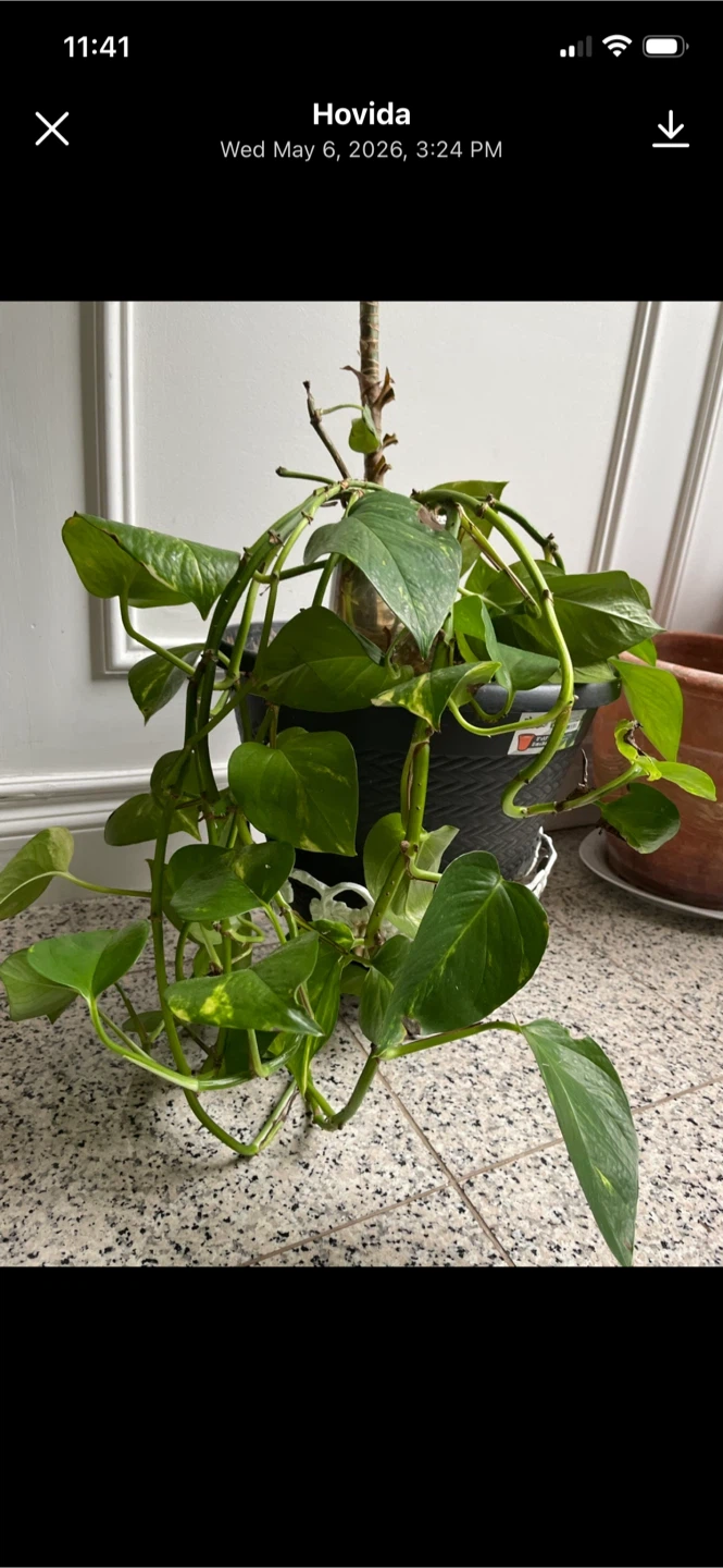 Pothos Plant in Black Pot