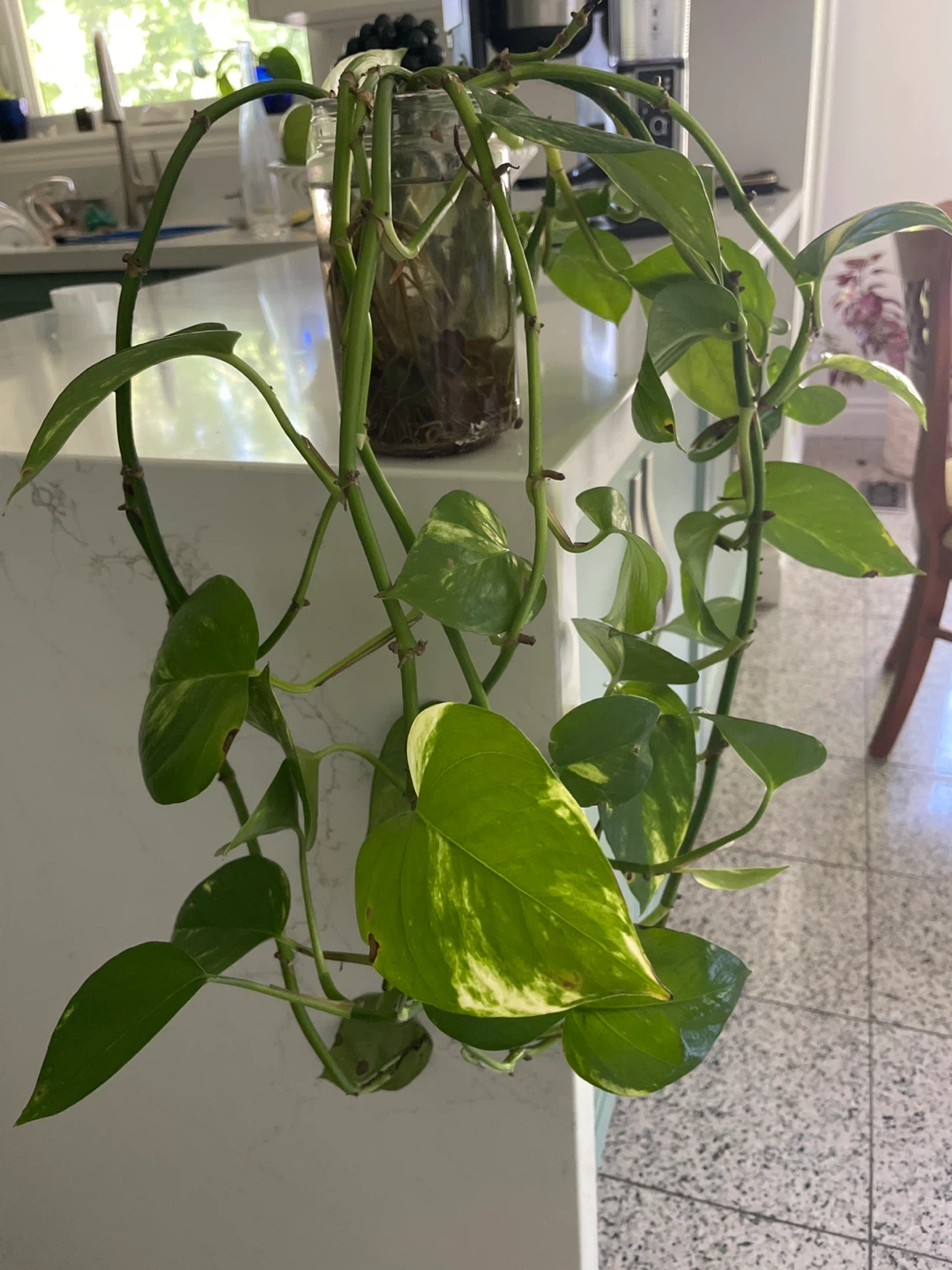 Pothos Plant Cuttings in Water