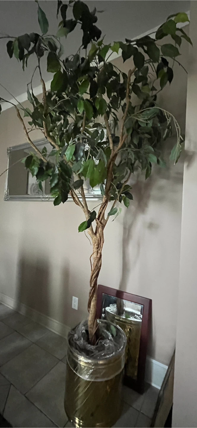 Artificial Ficus Tree in Decorative Pot