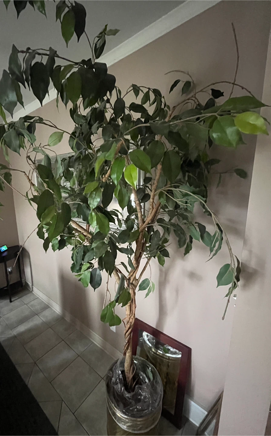 Artificial Ficus Tree in Decorative Pot - photo 2
