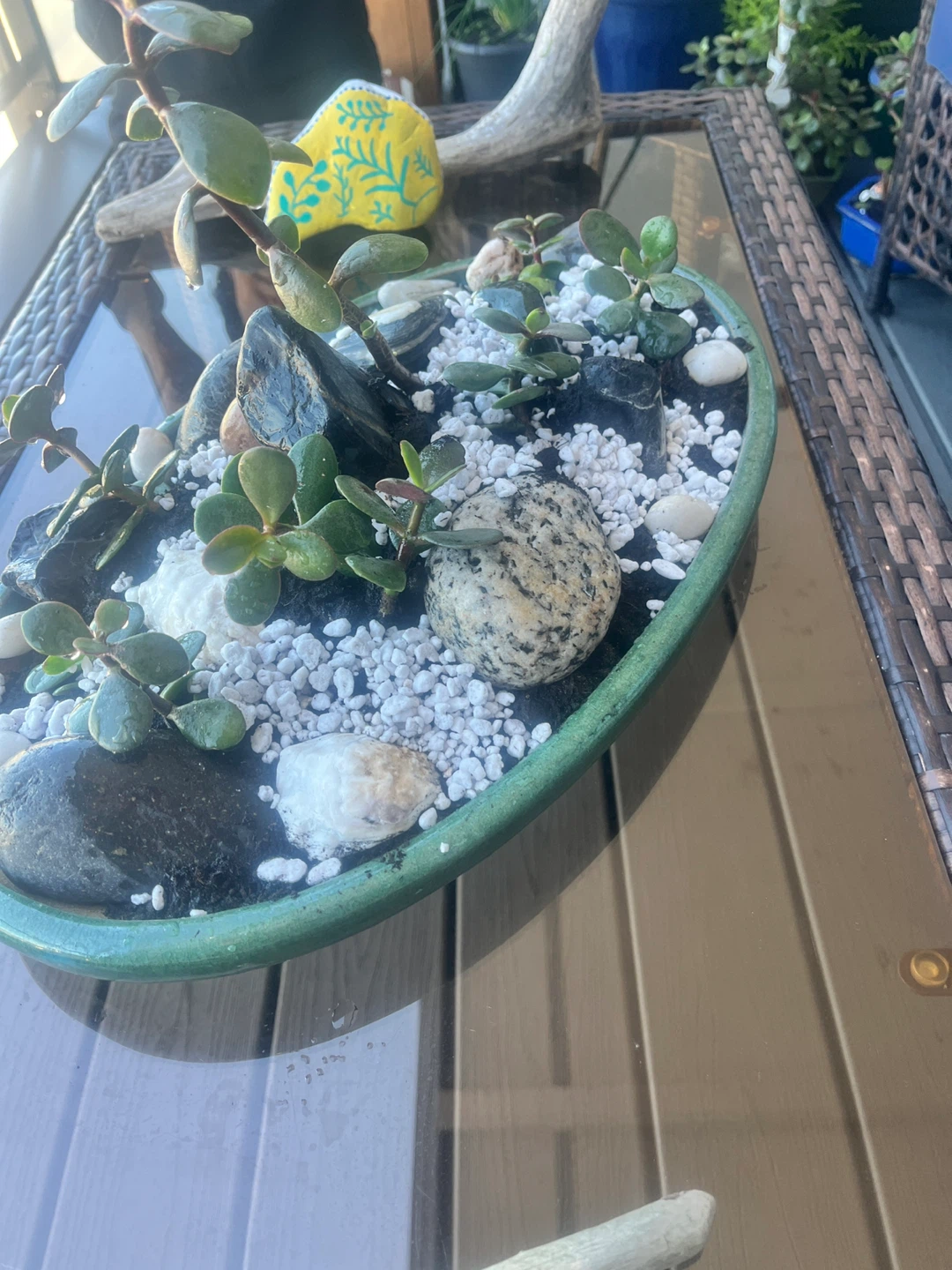Jade Plant Succulent Bonsai Arrangement in Green Oval Dish - photo 5