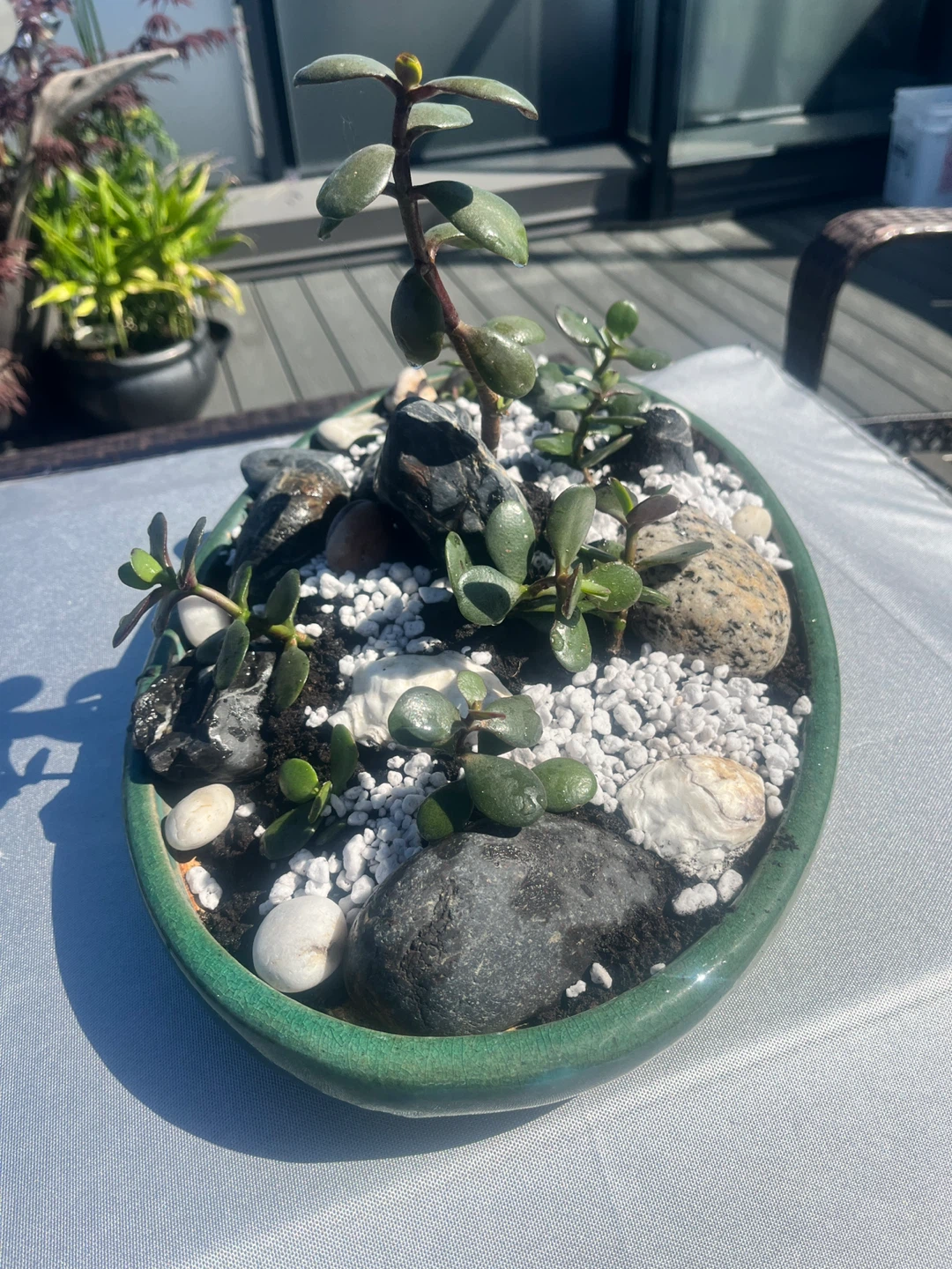 Jade Plant Succulent Bonsai Arrangement in Green Oval Dish - photo 3