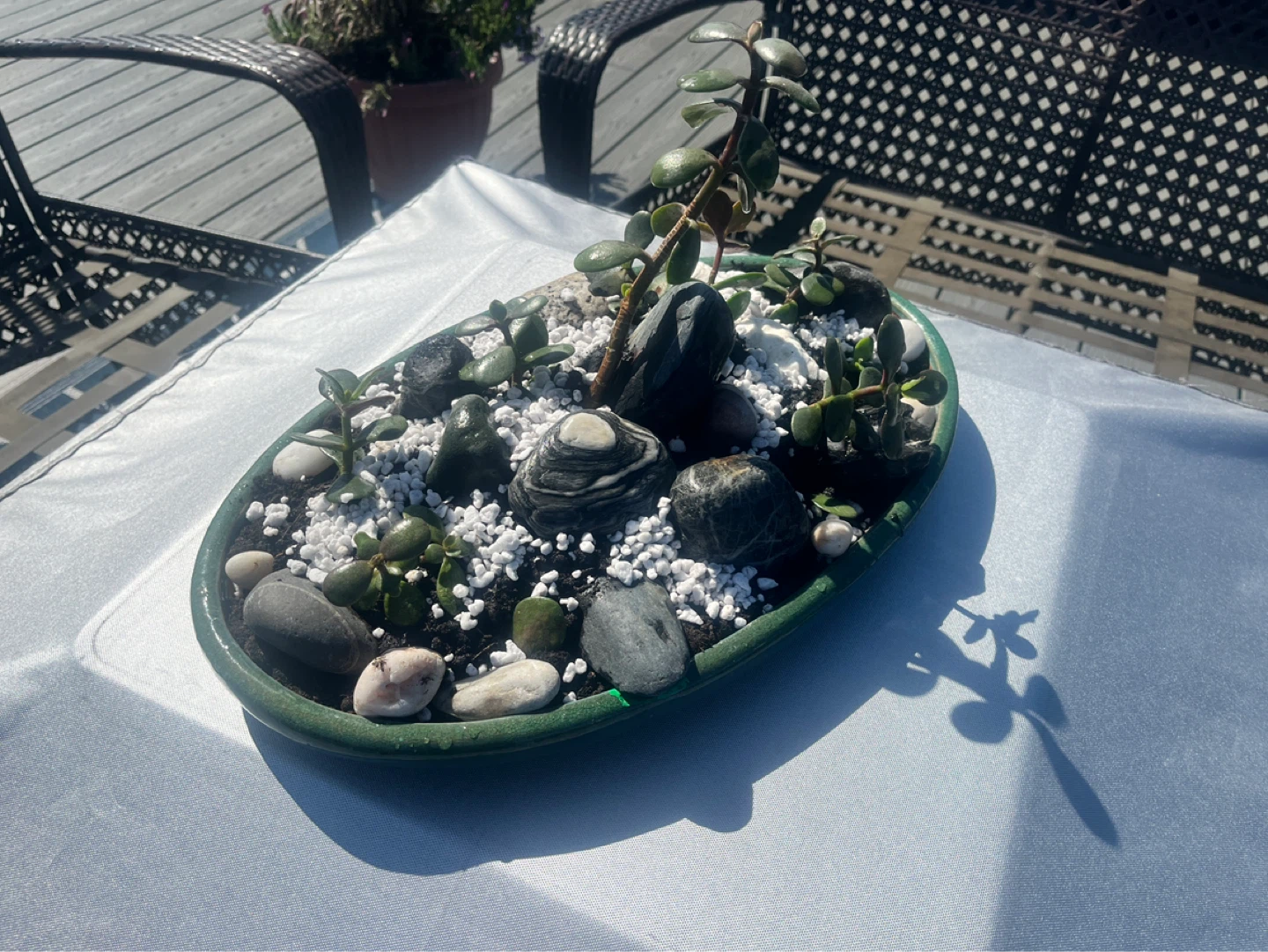 Jade Plant Succulent Bonsai Arrangement in Green Oval Dish - photo 4