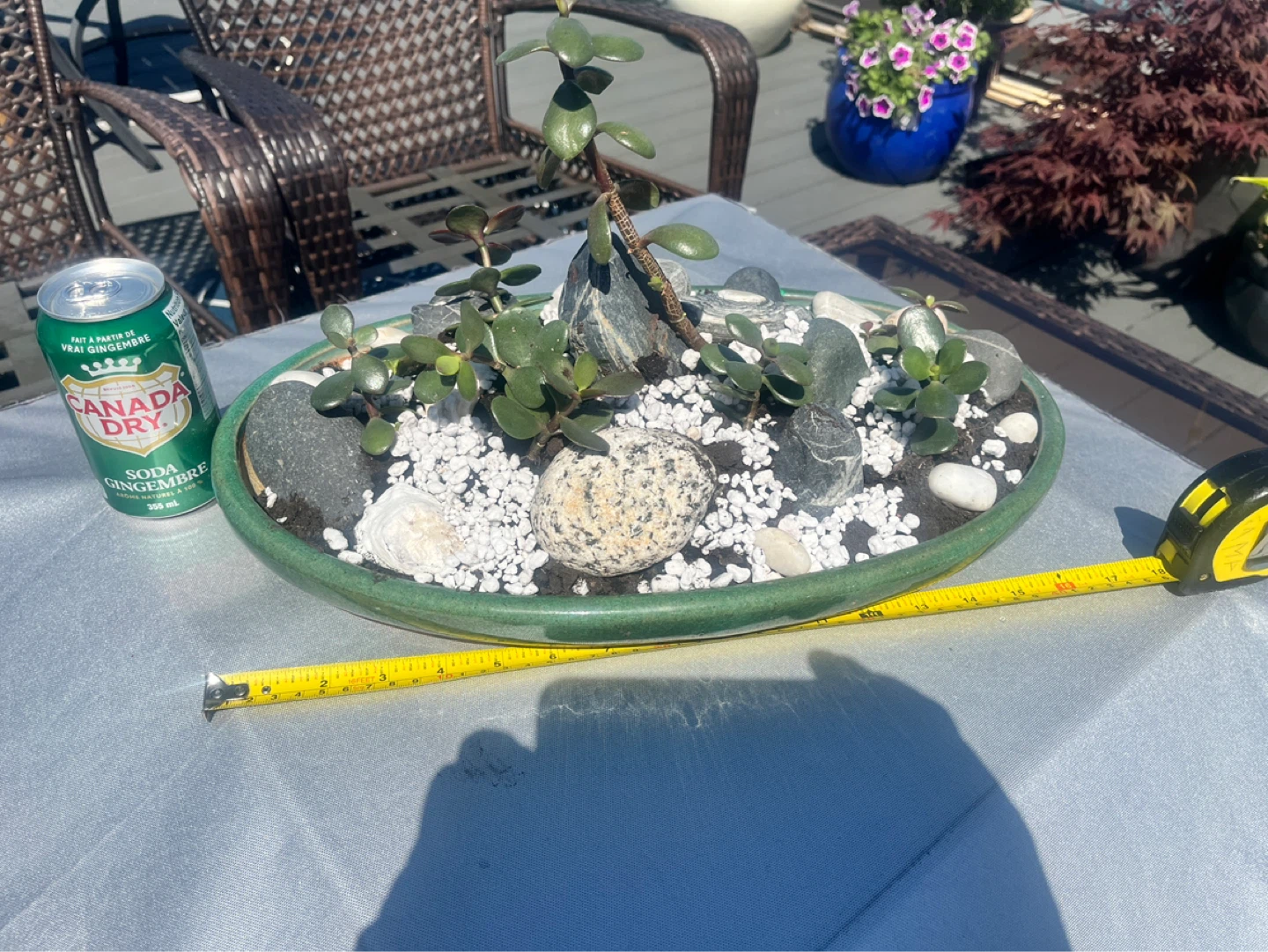 Jade Plant Succulent Bonsai Arrangement in Green Oval Dish - photo 2