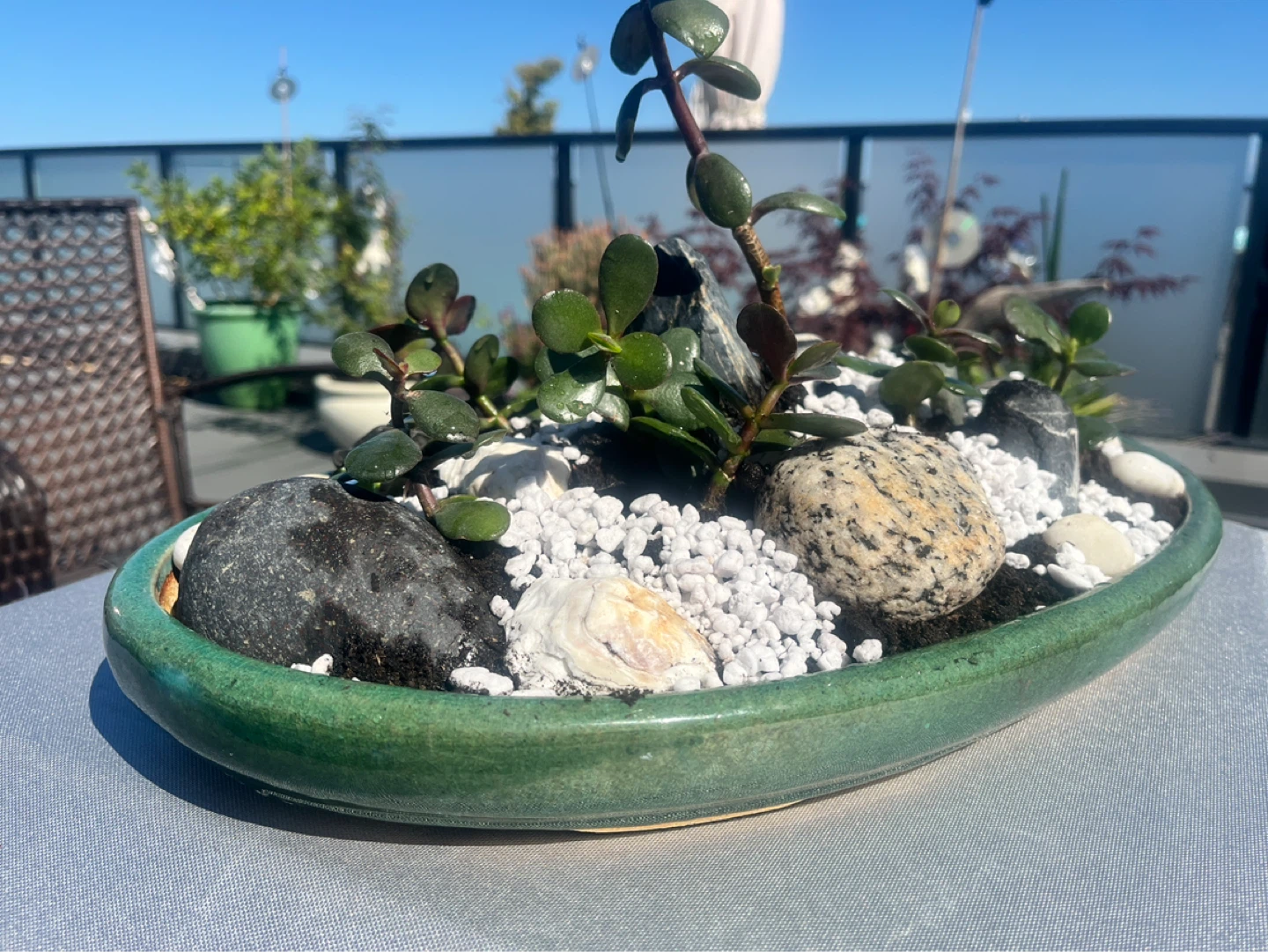 Jade Plant Succulent Bonsai Arrangement in Green Oval Dish