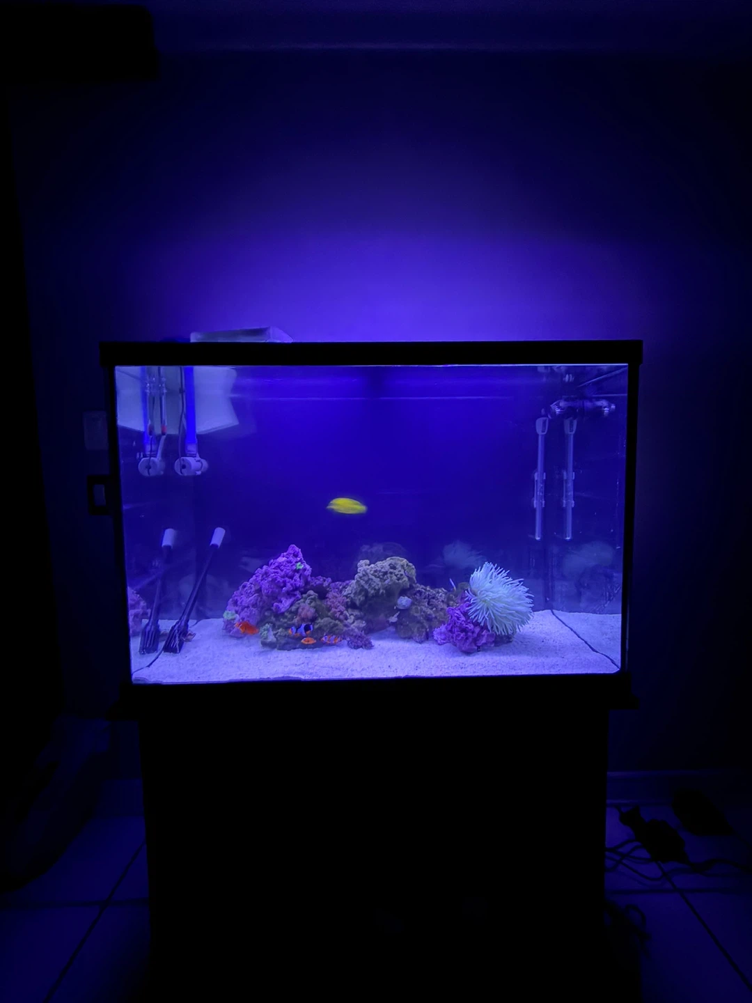 Seapora Empress Aquarium Kit - Black - 65 gal