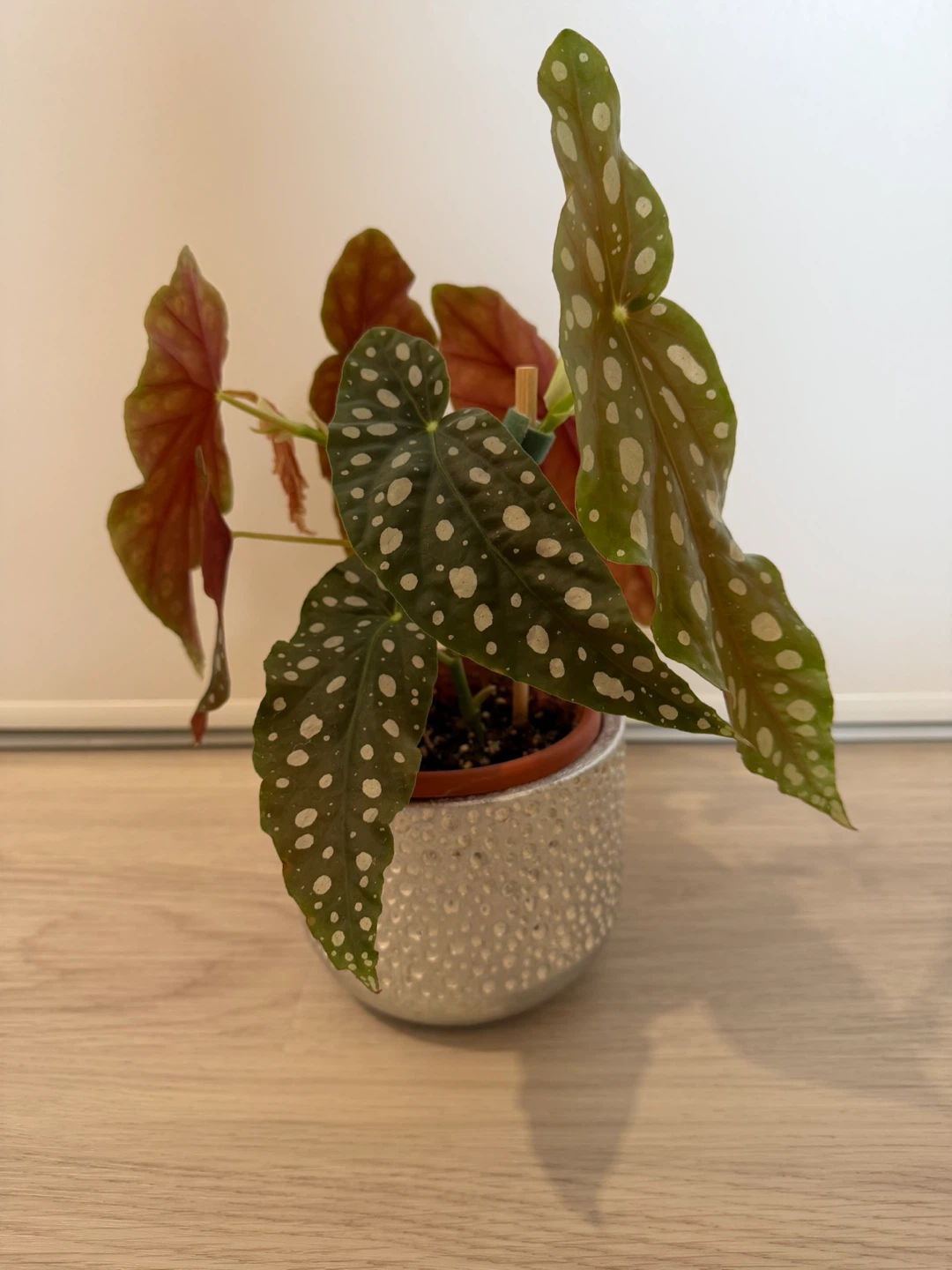 Begonia Maculata in a Cute Silver Pot - photo 2
