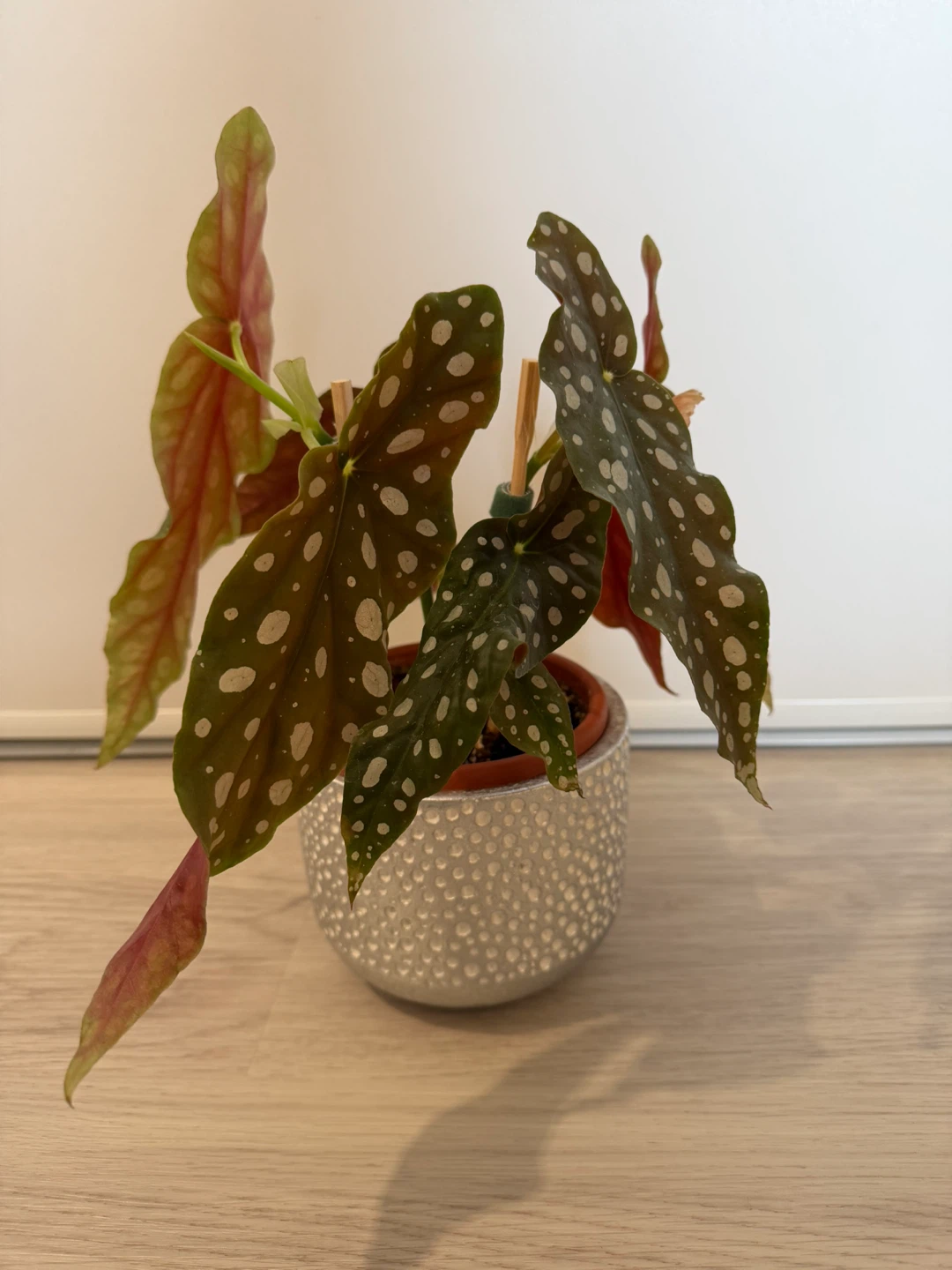Begonia Maculata in a Cute Silver Pot