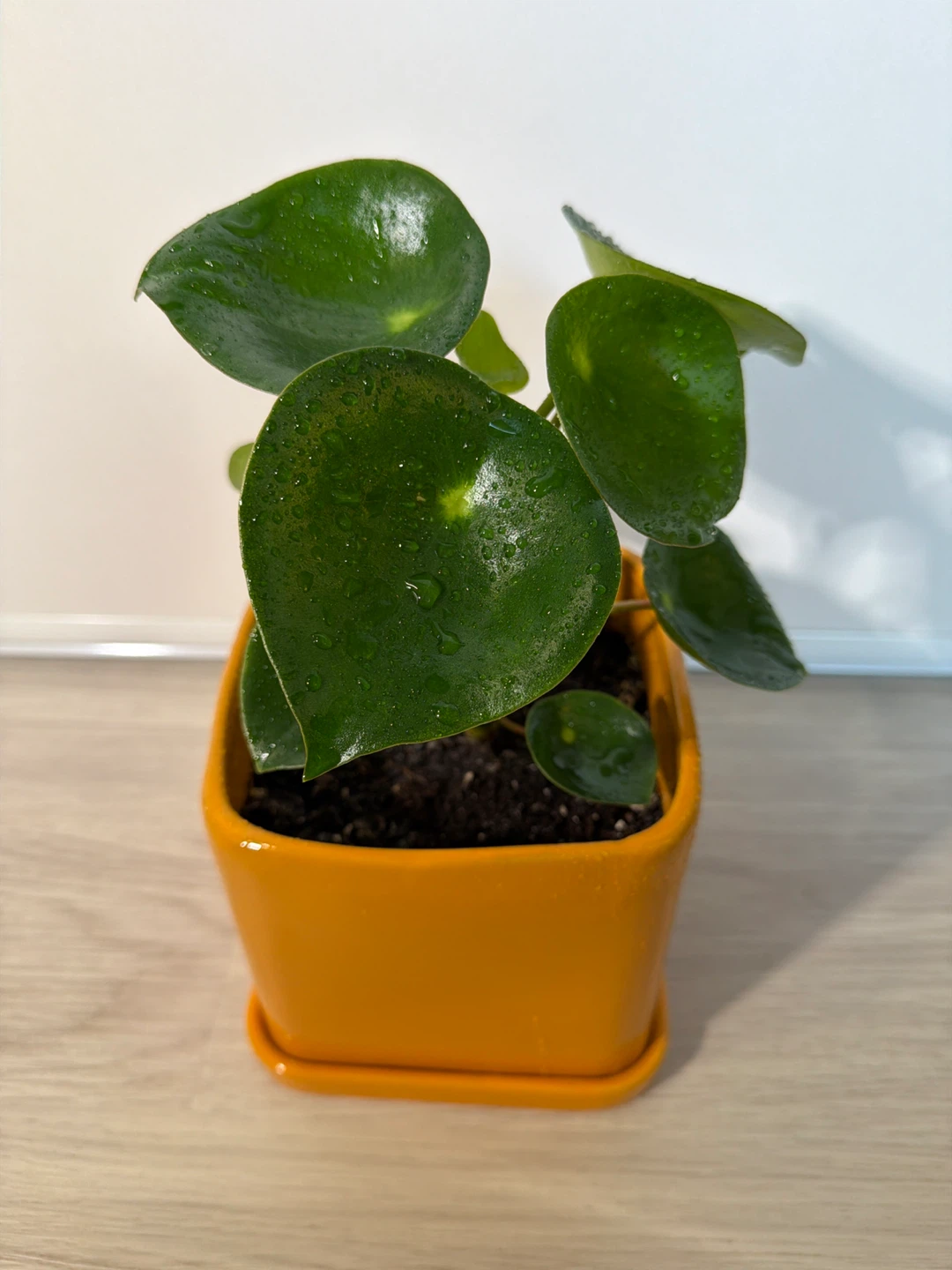Raindrop Peperomia in an Orange Square Pot