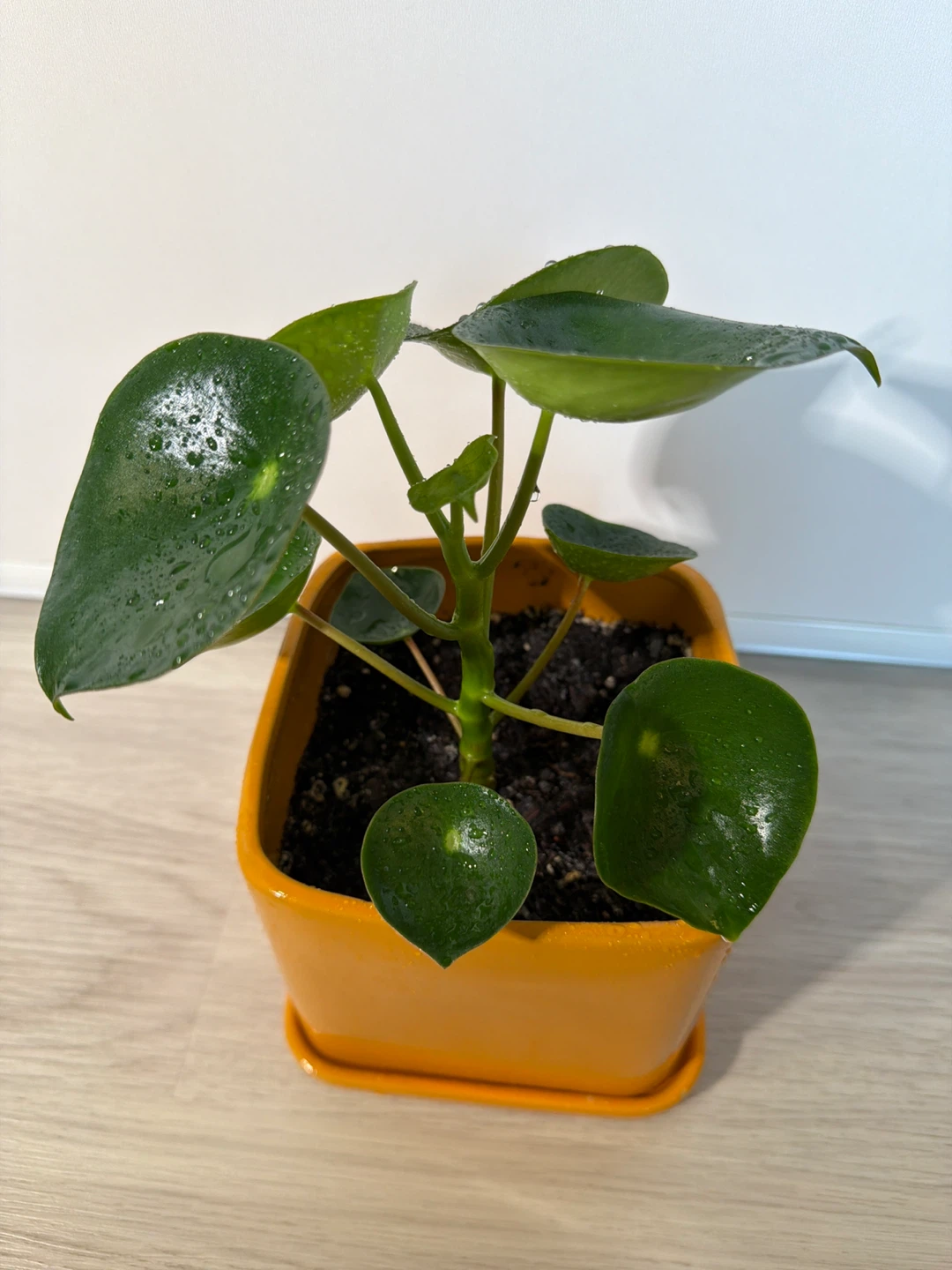 Raindrop Peperomia in an Orange Square Pot - photo 4