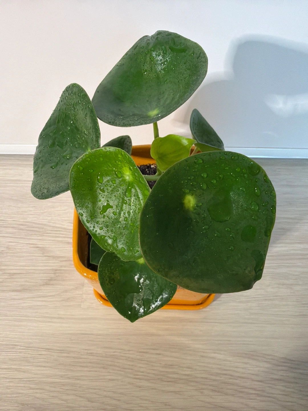 Raindrop Peperomia in an Orange Square Pot - photo 3