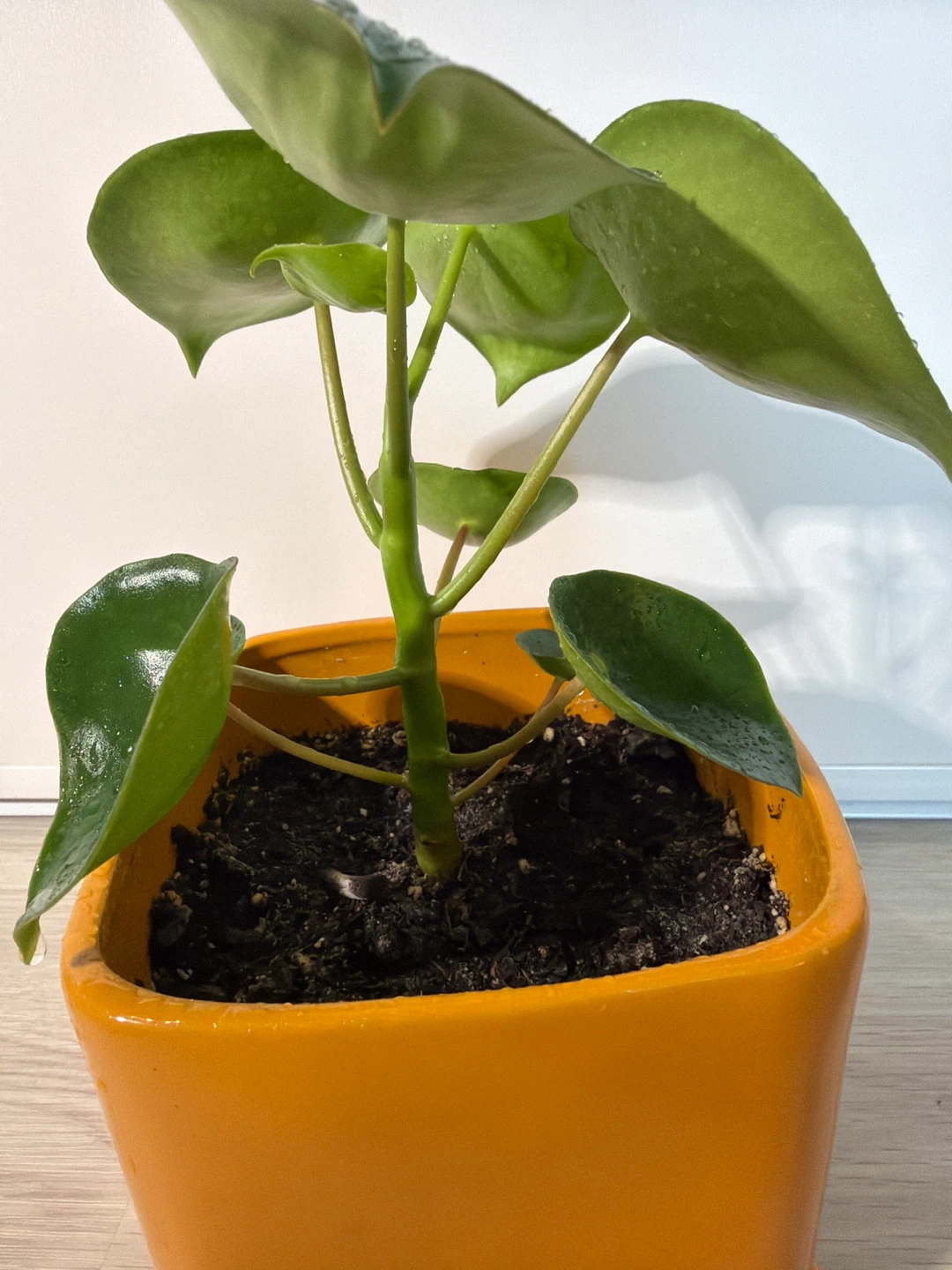 Raindrop Peperomia in an Orange Square Pot - photo 5
