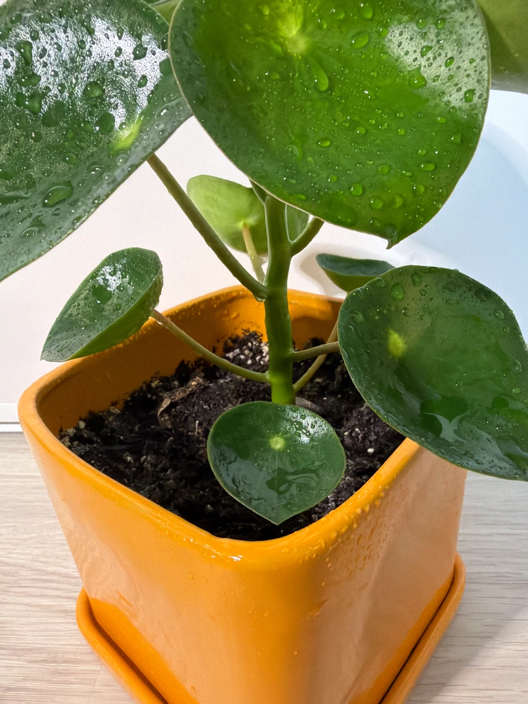 Raindrop Peperomia in an Orange Square Pot - photo 2