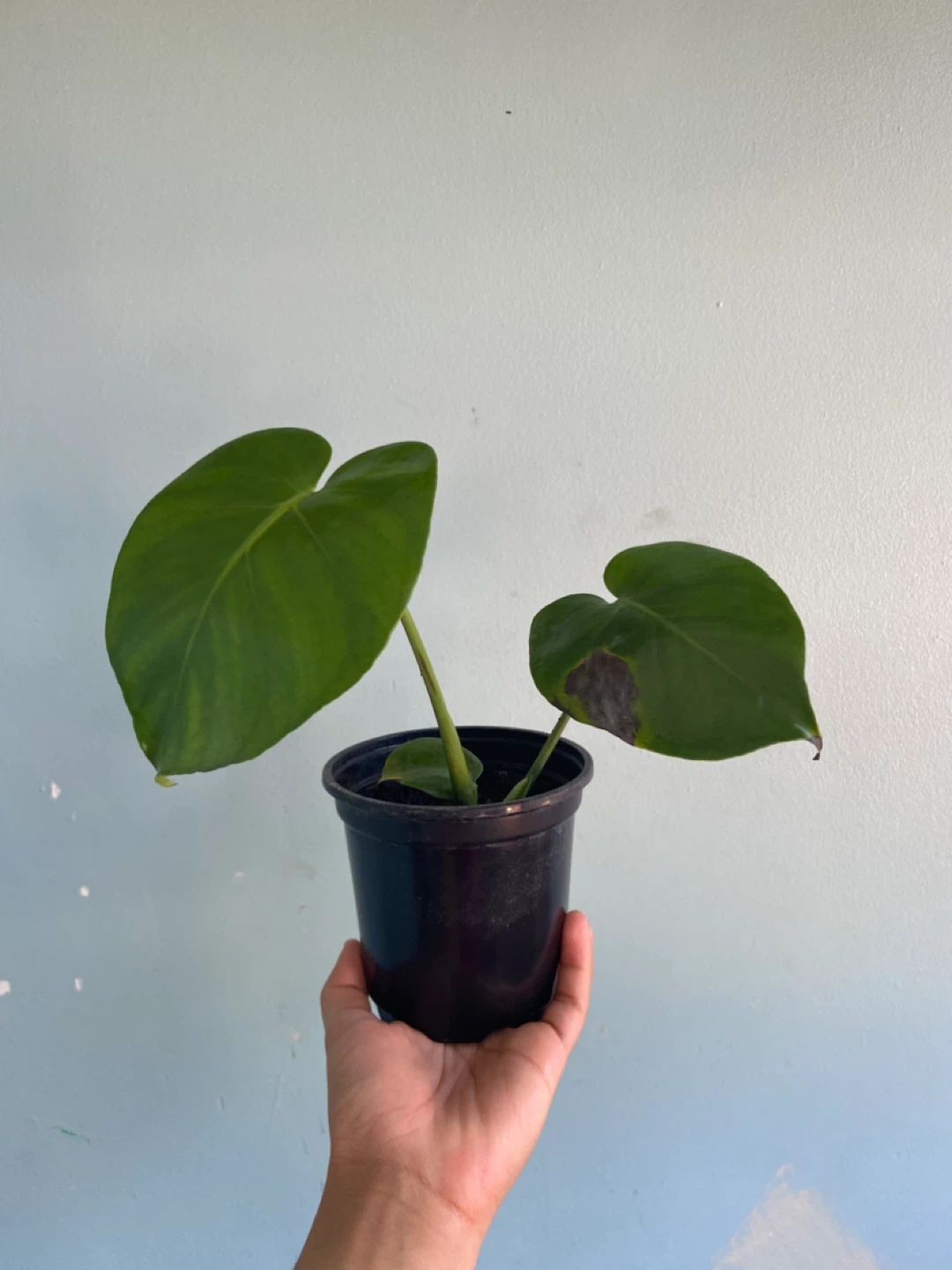 Monstera Deliciosa Plant - photo 4
