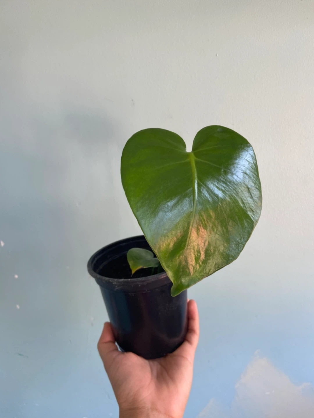 Monstera Deliciosa Plant - photo 5
