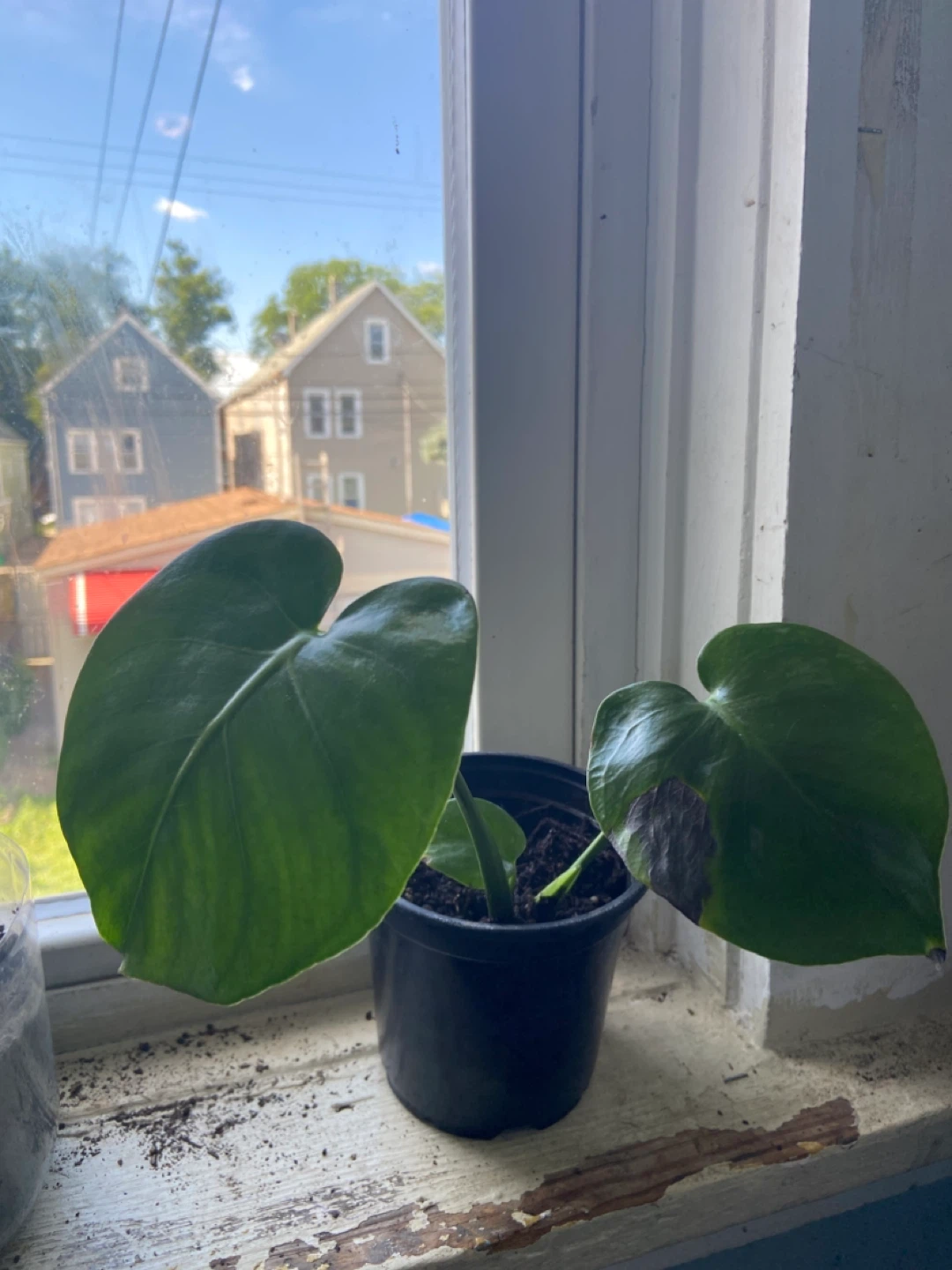 Monstera Deliciosa Plant