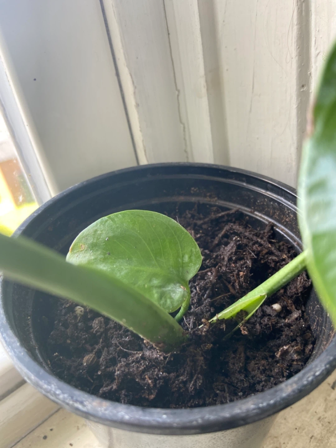 Monstera Deliciosa Plant - photo 3