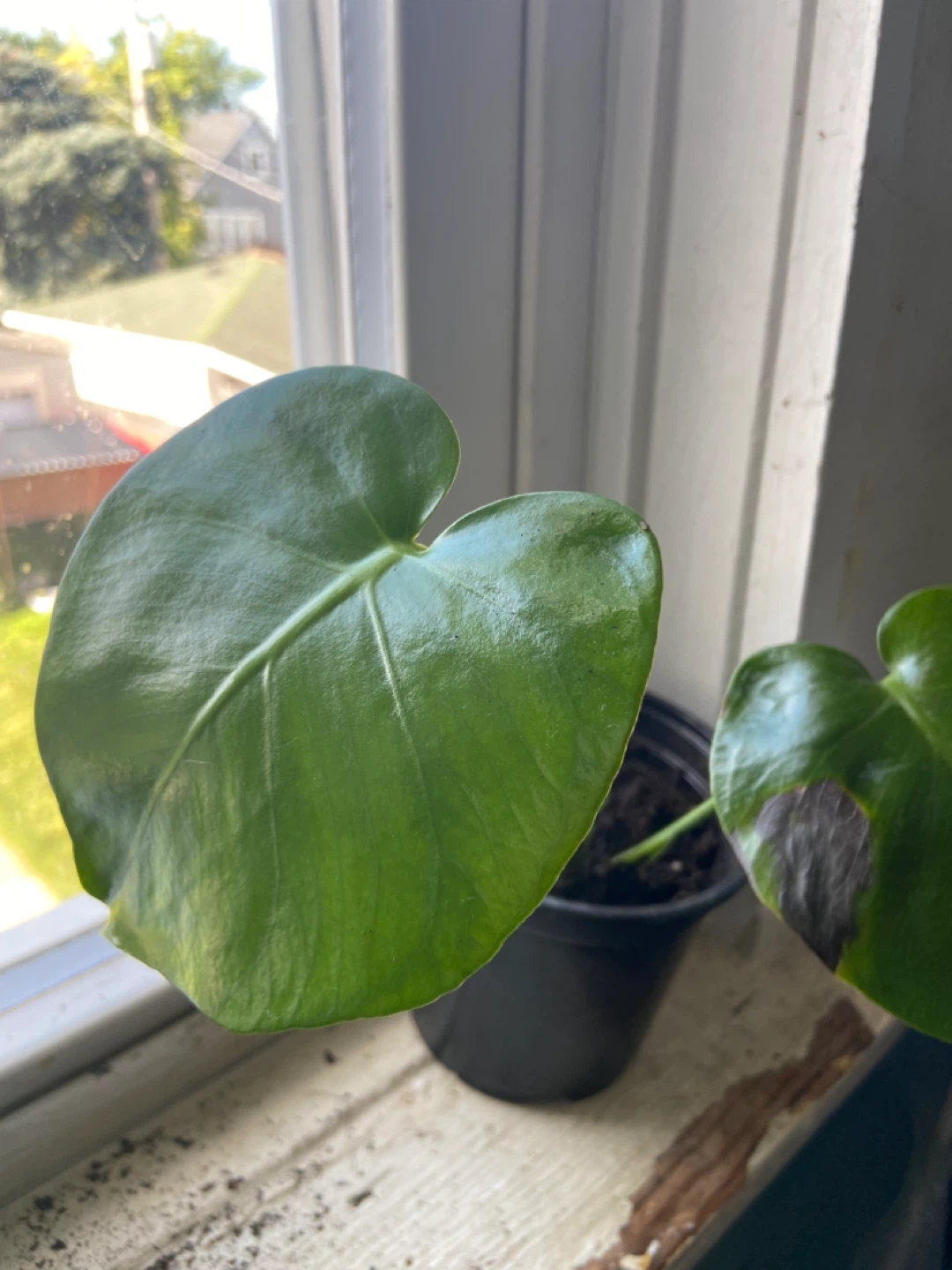 Monstera Deliciosa Plant - photo 2