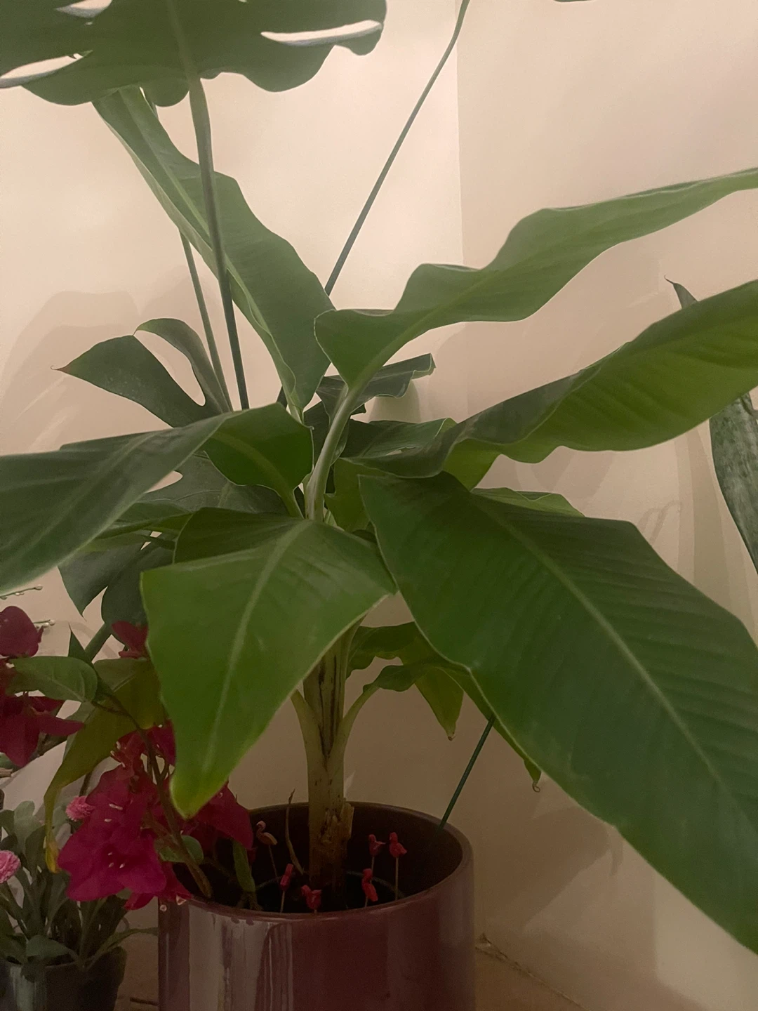 Banana Tree Plant in Planter indoor or outdoor 3ft tall