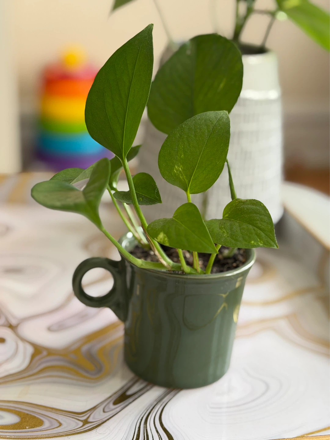 Pothos Plant in Green Mug Planter