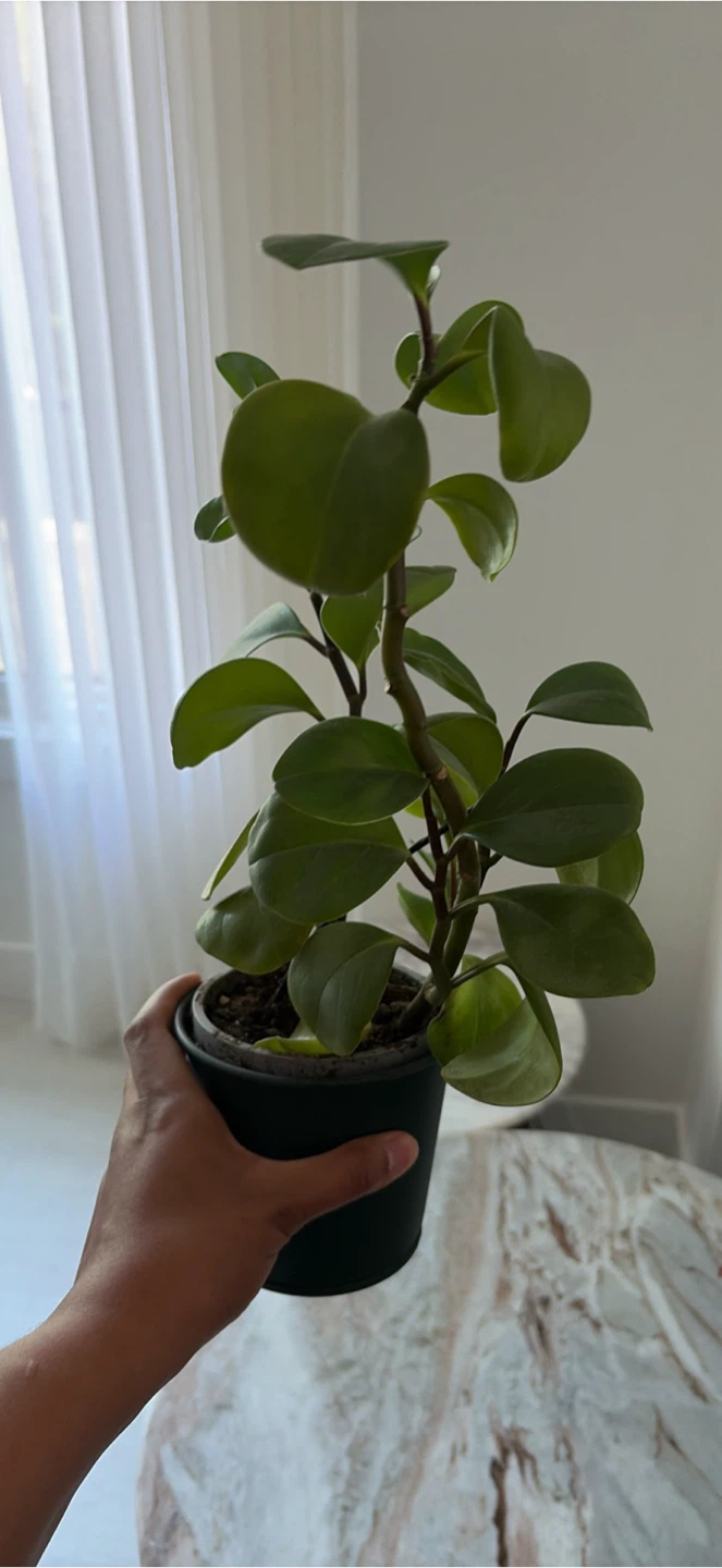 Assorted Potted Houseplants