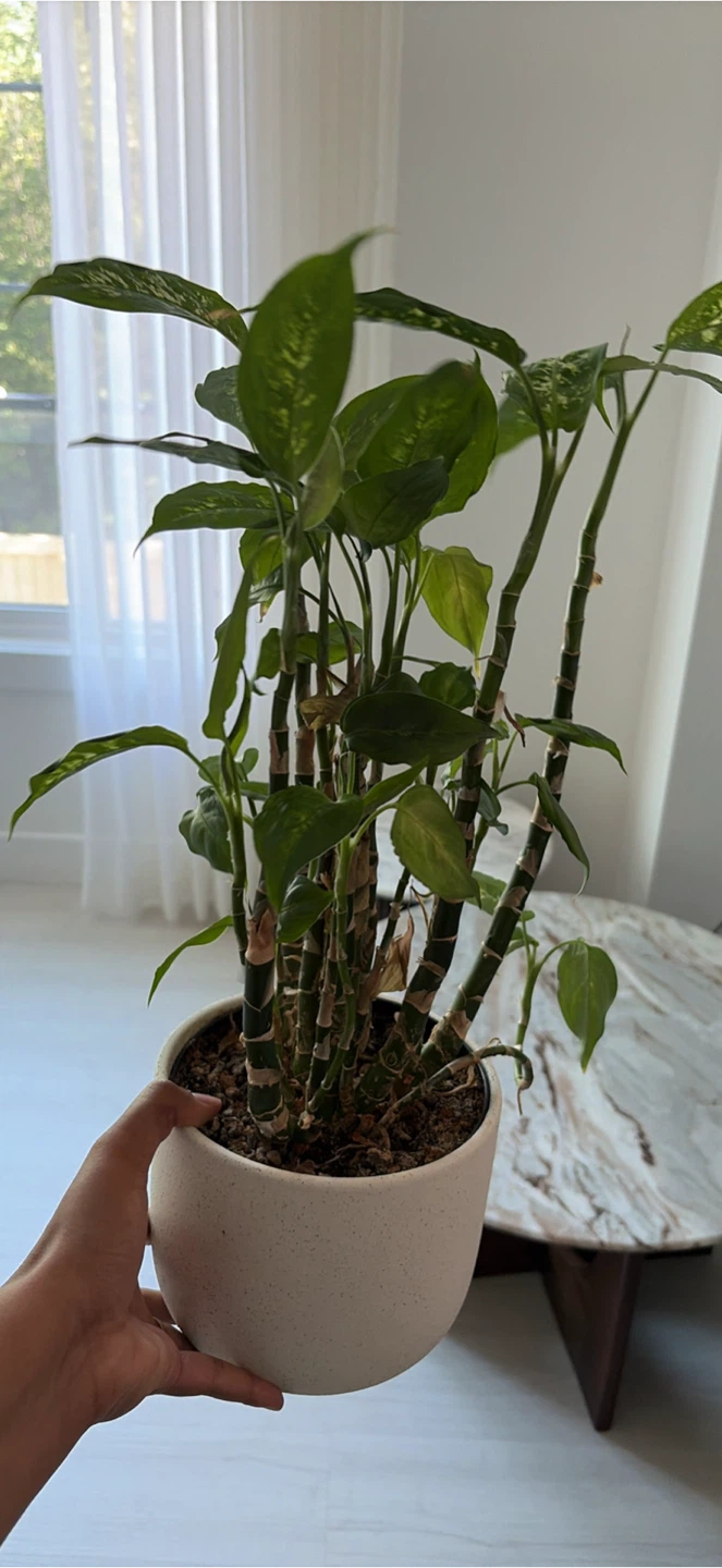 Assorted Potted Houseplants - photo 2
