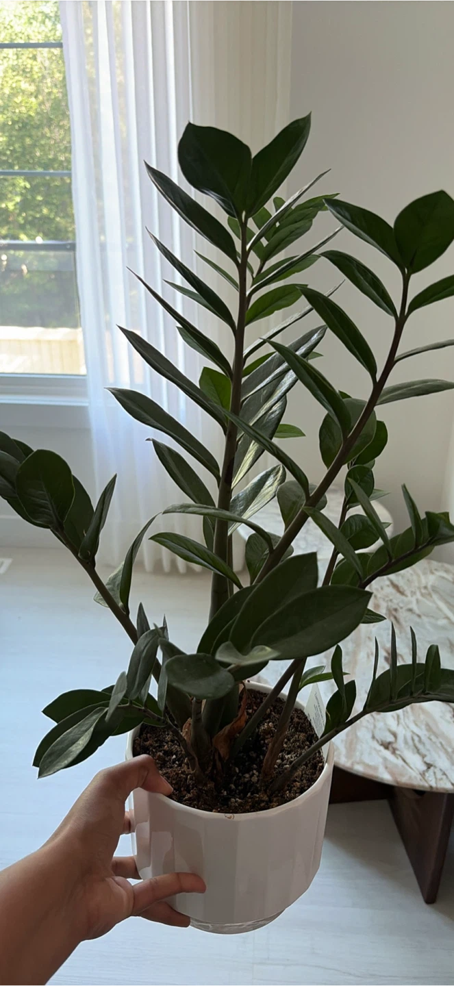 Assorted Potted Houseplants - photo 3