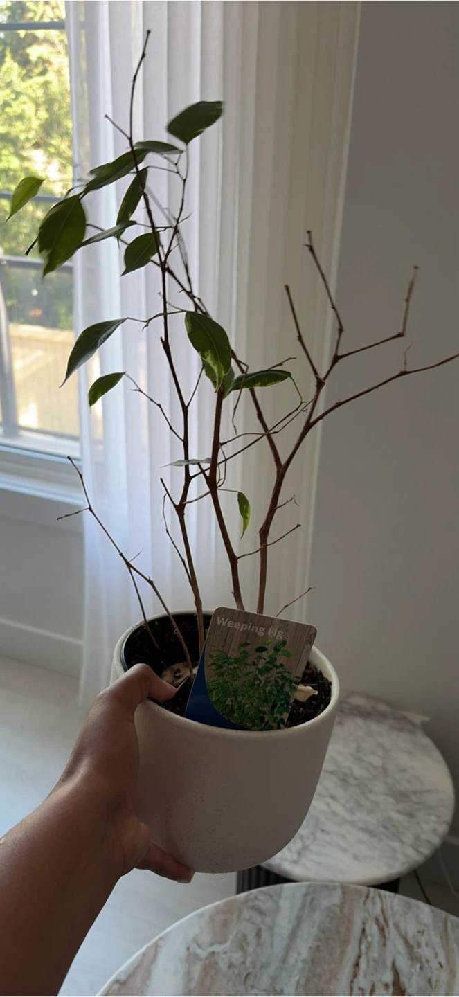 Assorted Potted Houseplants - photo 4