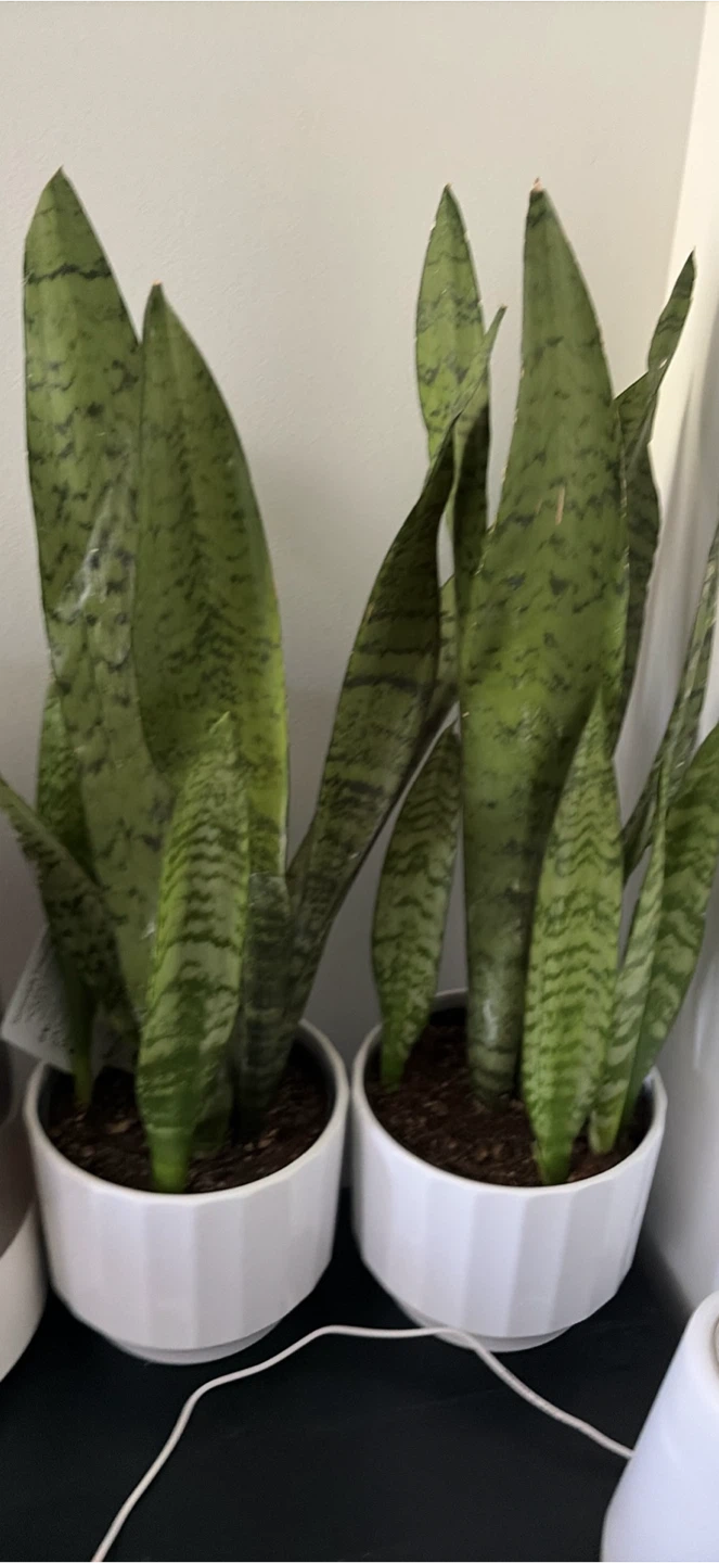 Assorted Potted Houseplants - photo 5