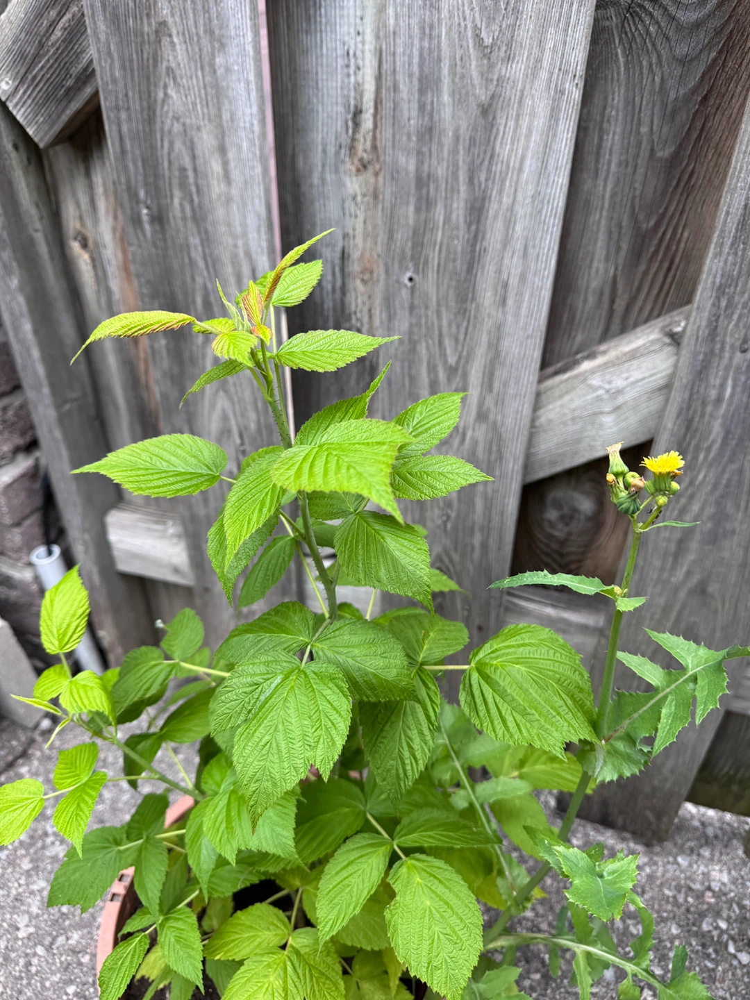 Raspberry Plant in Pot 🌟 Healthy & Established - photo 5