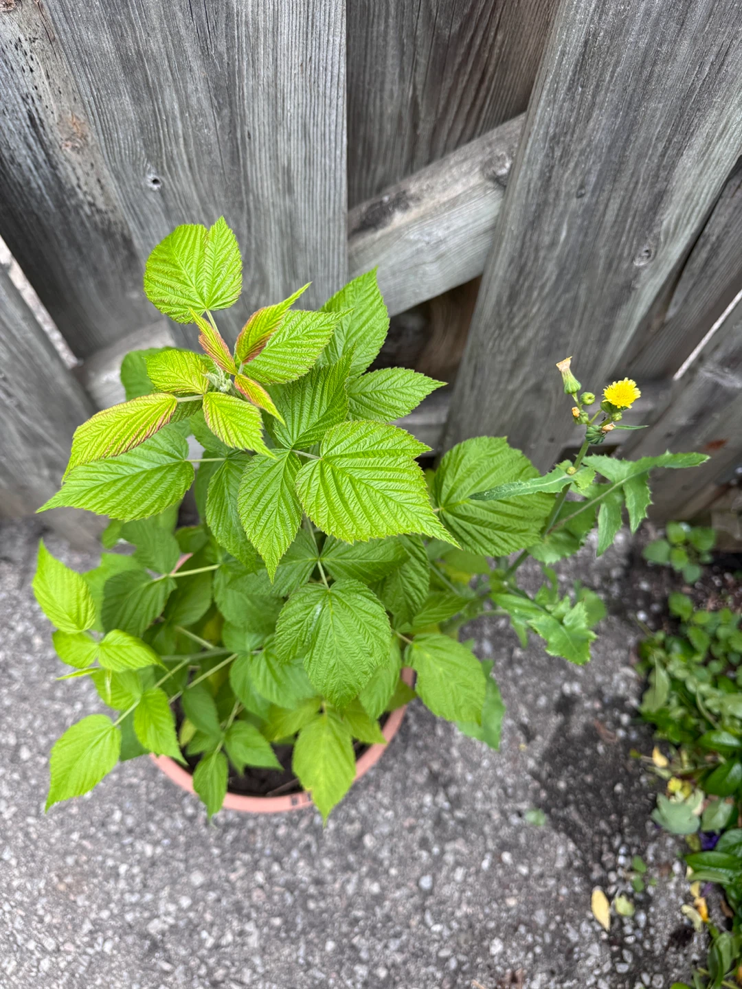 Raspberry Plant in Pot 🌟 Healthy & Established - photo 4