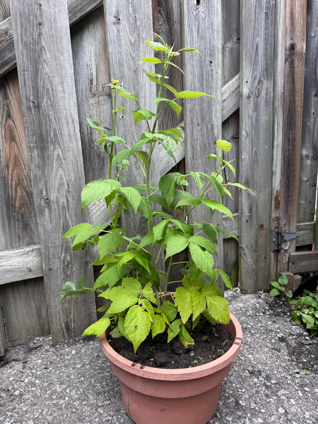 Raspberry Plant in Pot 🌟 Healthy & Established - photo 3