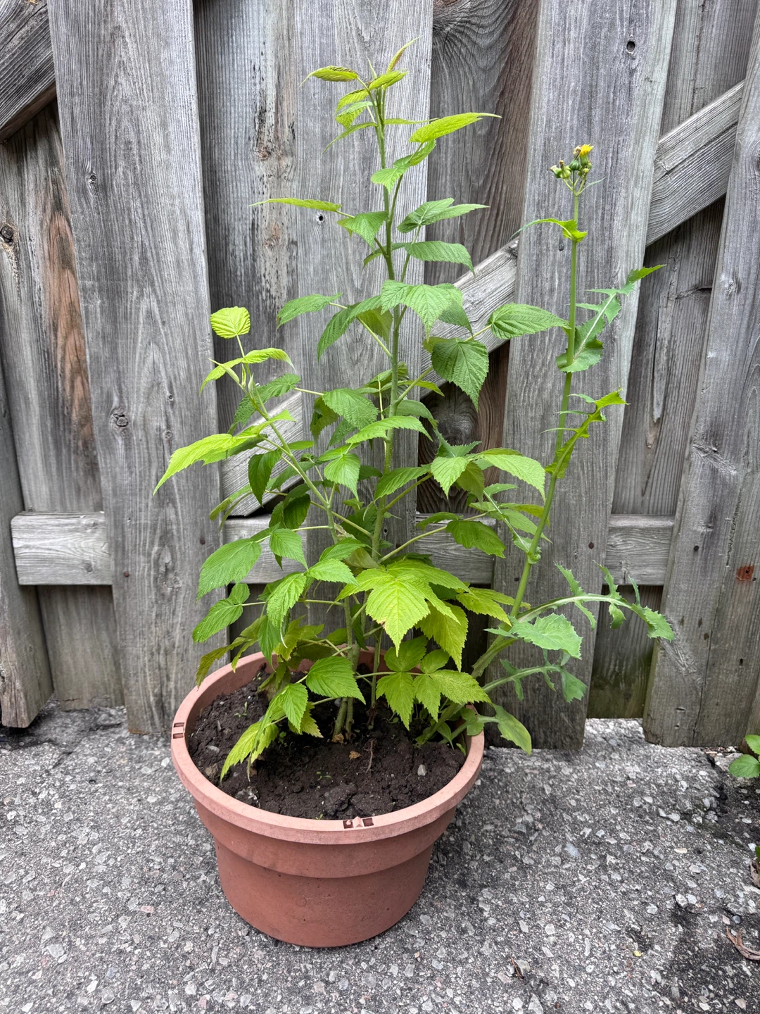Raspberry Plant in Pot 🌟 Healthy & Established