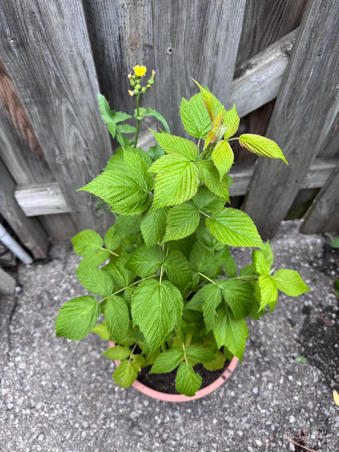 Raspberry Plant in Pot 🌟 Healthy & Established - photo 2